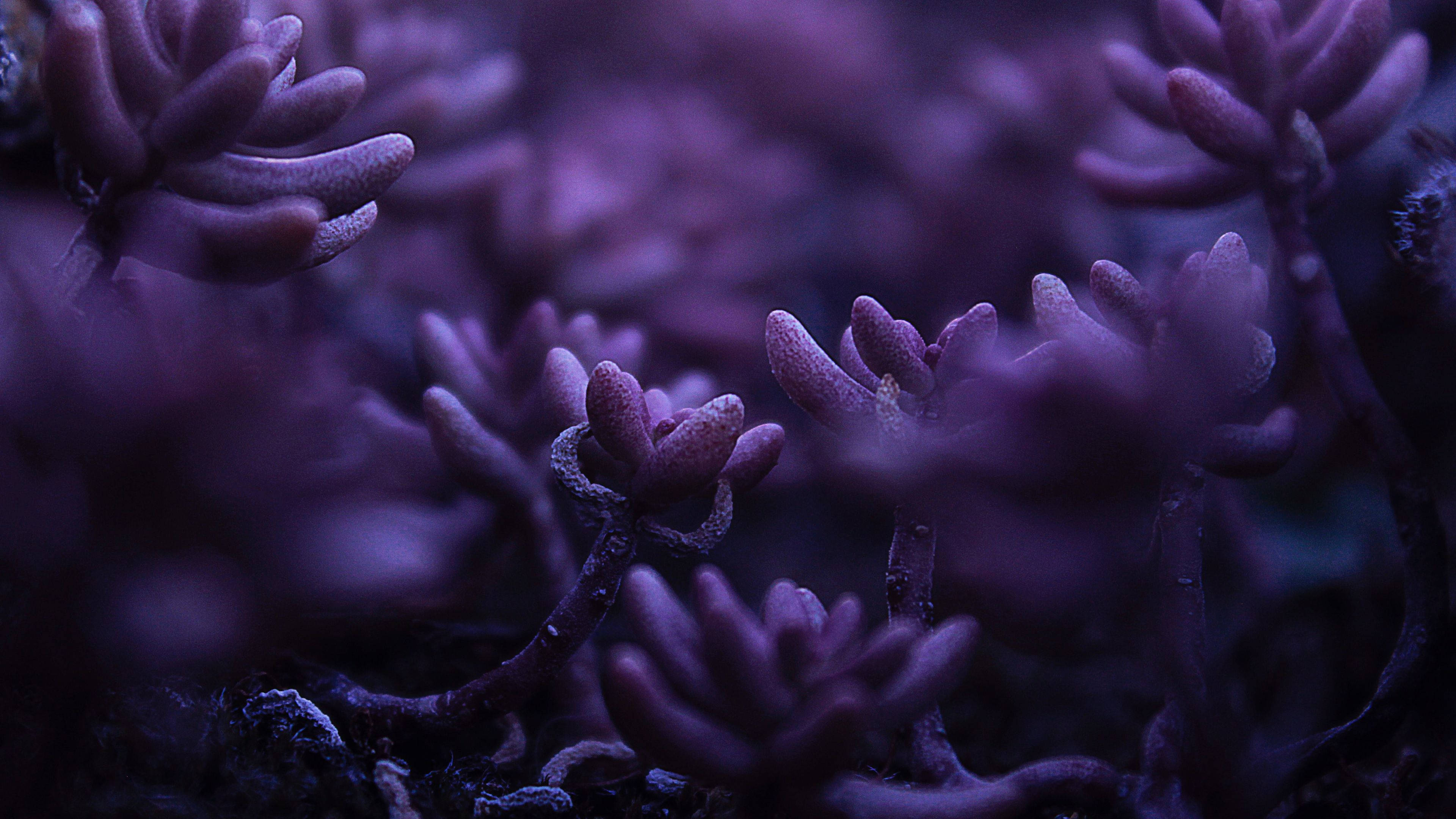 Purple Flower 桌布 壁紙 — 紫色多肉植物在昏暗燈光下發光，背景柔和散景的特寫。
