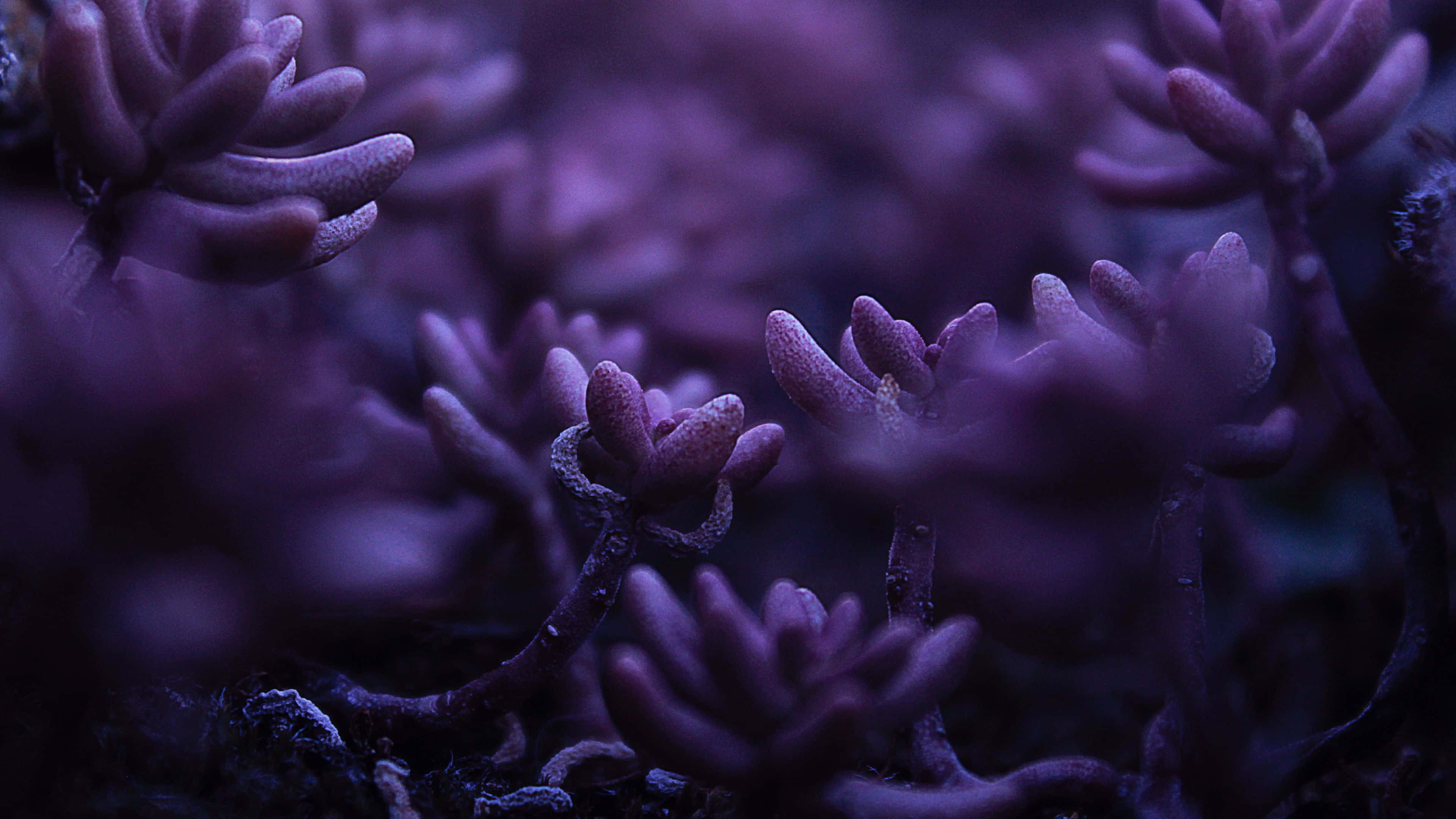 Dark Purple Desktop 桌布 壁紙 — 紫色多肉植物在昏暗燈光下發光的特寫，背景柔和散景。