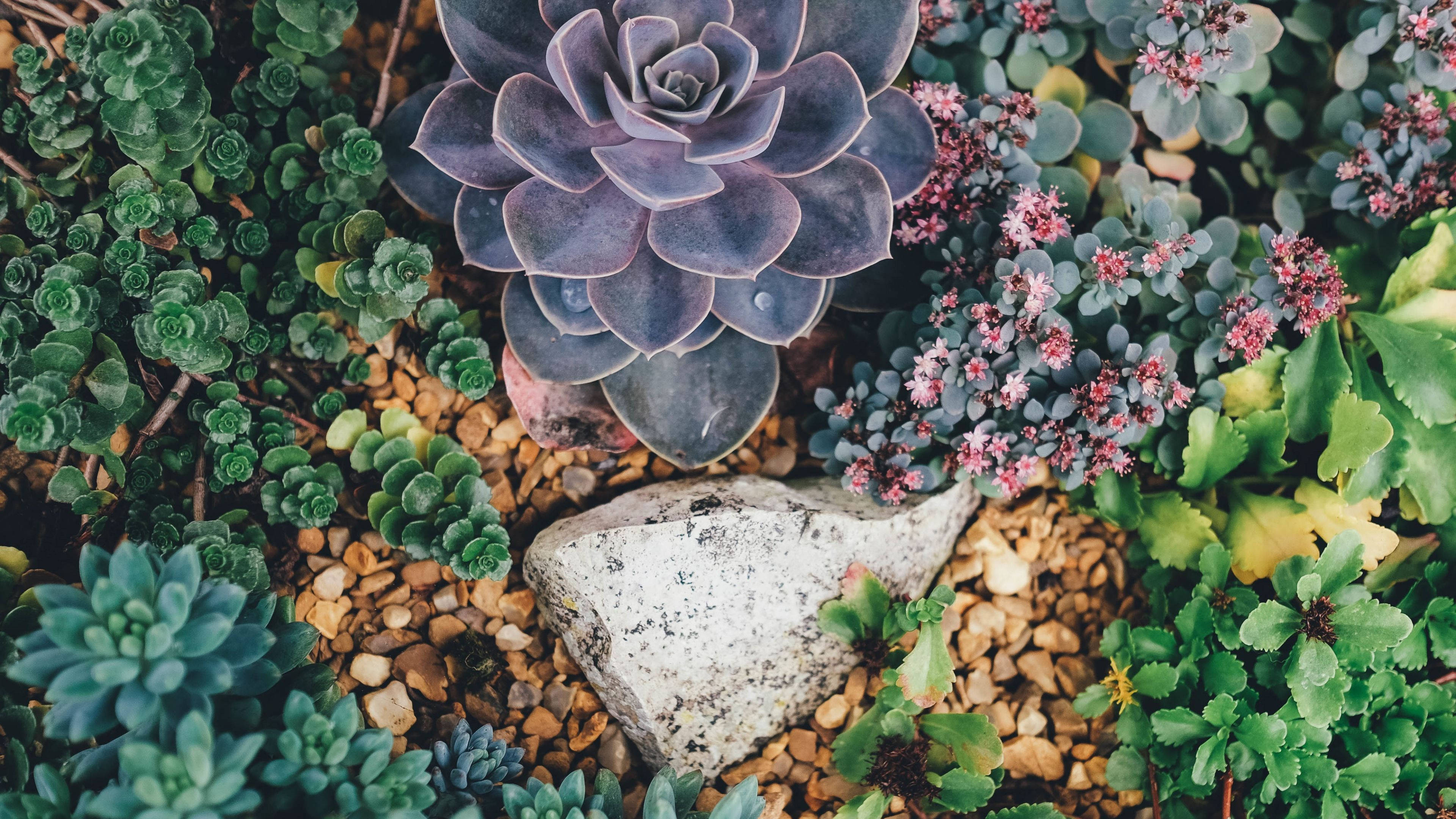Plant Aesthetic 桌布 壁紙 — 紫色多肉植物的特寫，周圍環繞著綠色葉子、粉紅色花朵和鵝卵石，前景有一塊灰色岩石。