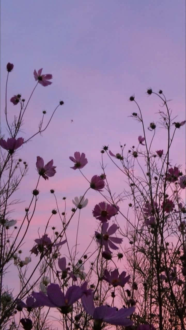 Cute Aesthetic Flower 桌布 壁紙 — 紫色大波斯菊花在柔和的粉紅和薰衣草色暮色天空中搖曳。