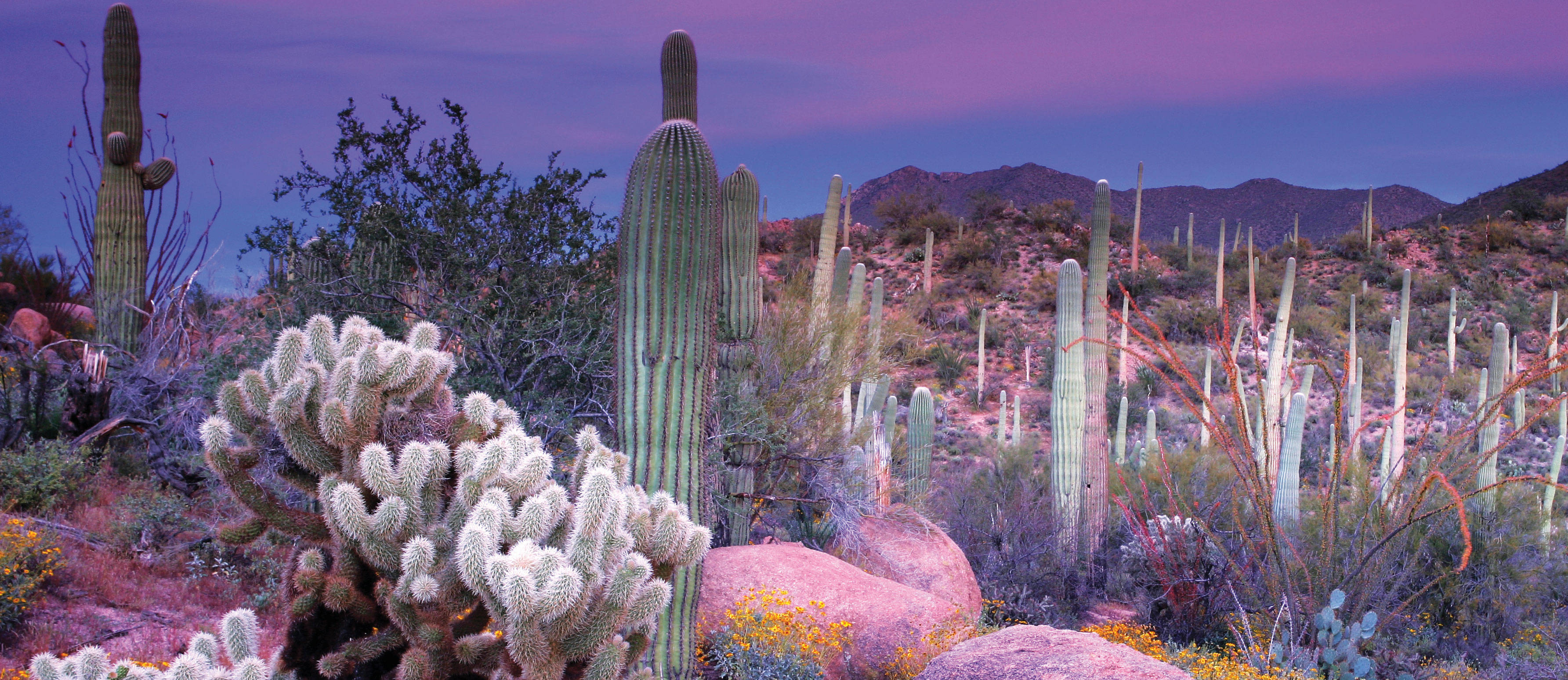 Arizona 桌布 壁紙 — 紫色天空下，黃昏時分的沙漠景觀，有高大的薩瓜羅仙人掌和刺梨仙人掌。