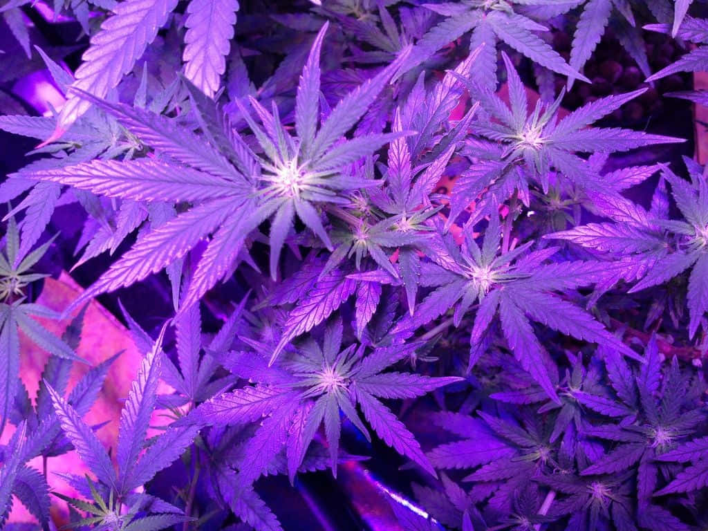 紫色植物搭配紫色燈光 壁紙