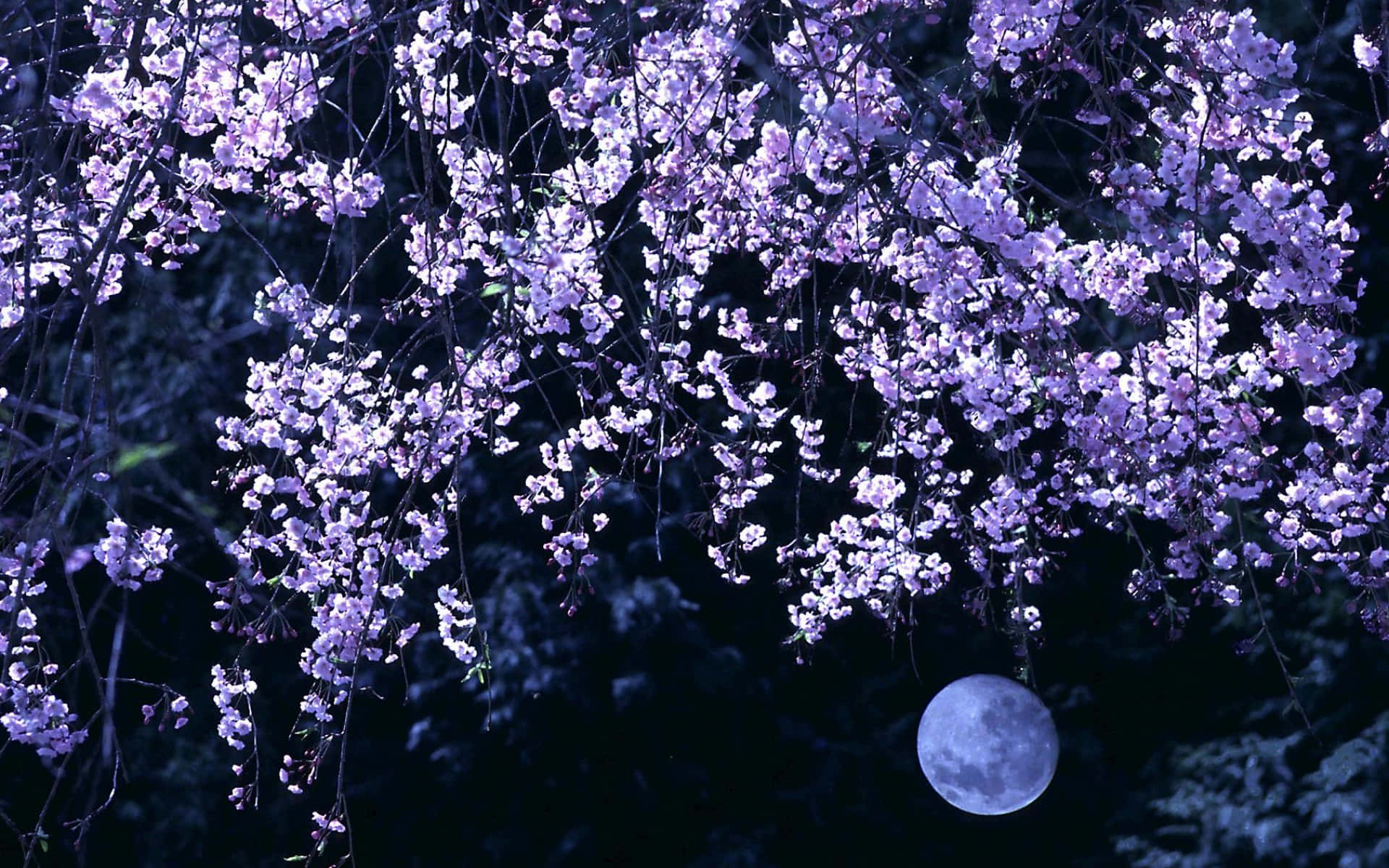 Night Cherry Blossom 桌布 壁紙 — 紫色櫻花在漆黑的夜空下如瀑布般傾瀉，下方有一輪滿月閃耀。