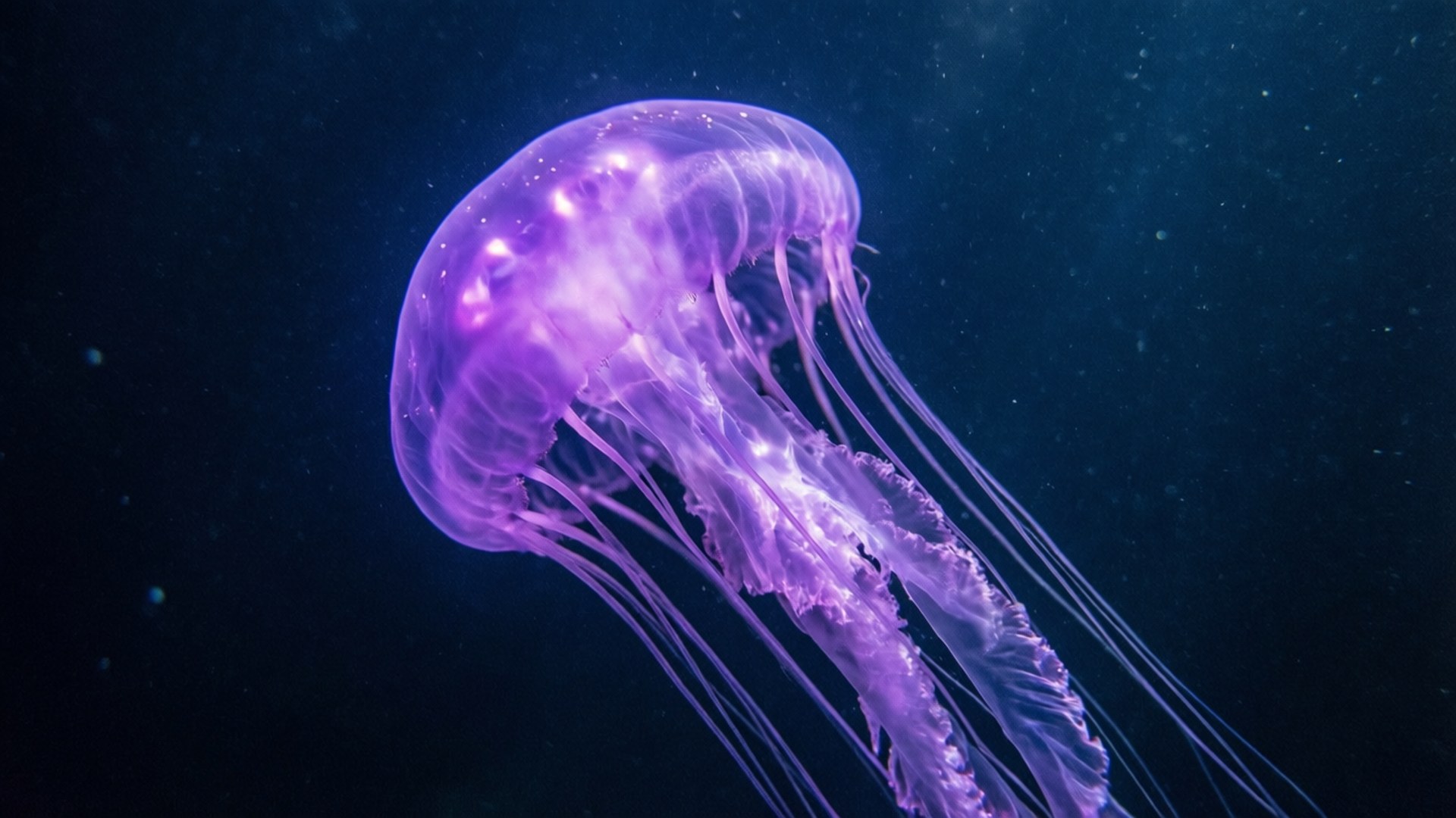 紫色水母深海 壁紙