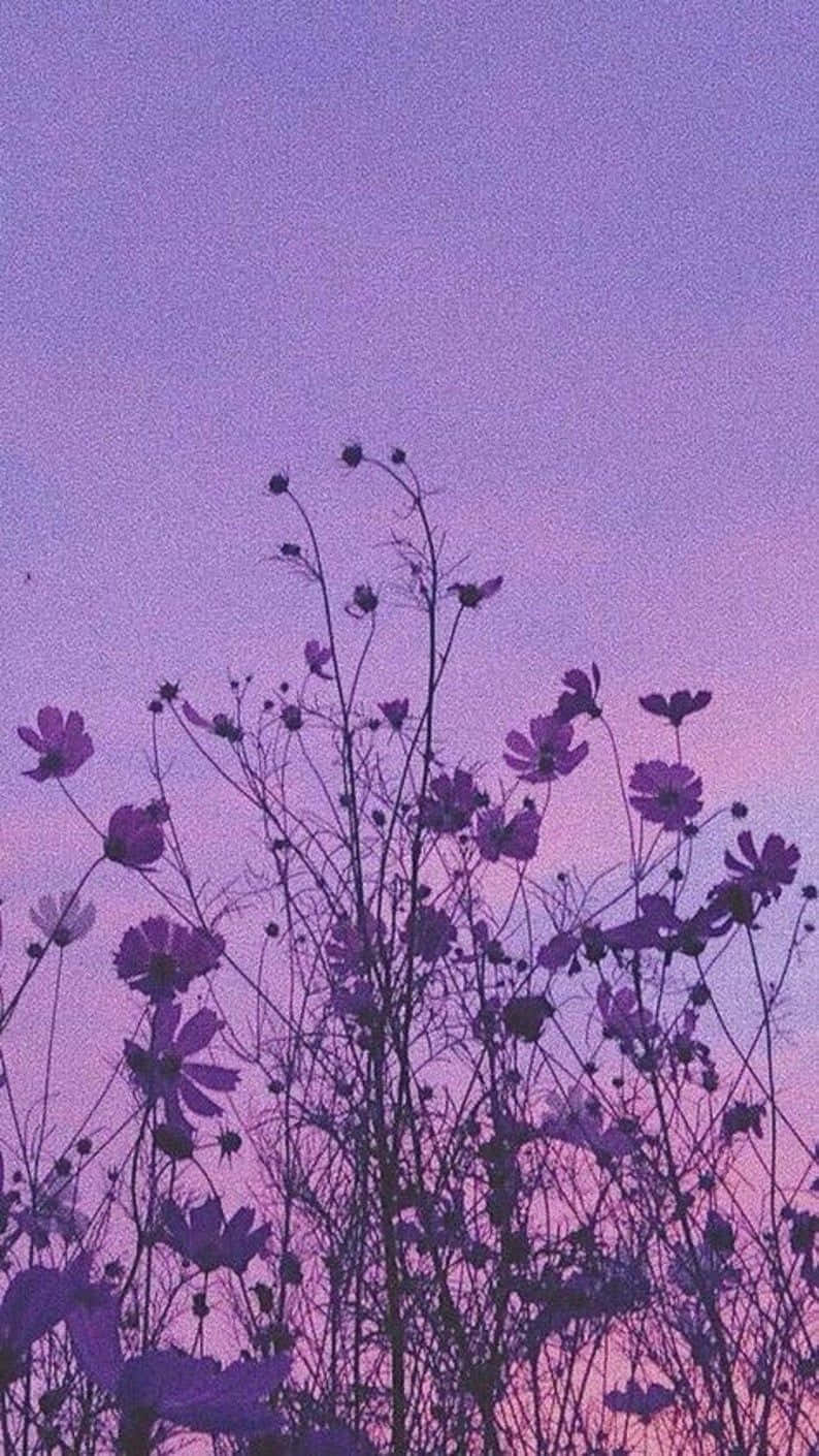 Aesthetic Purple 桌布 壁紙 — 紫色波斯菊在夢幻的薰衣草和粉紅色暮色天空中搖曳。