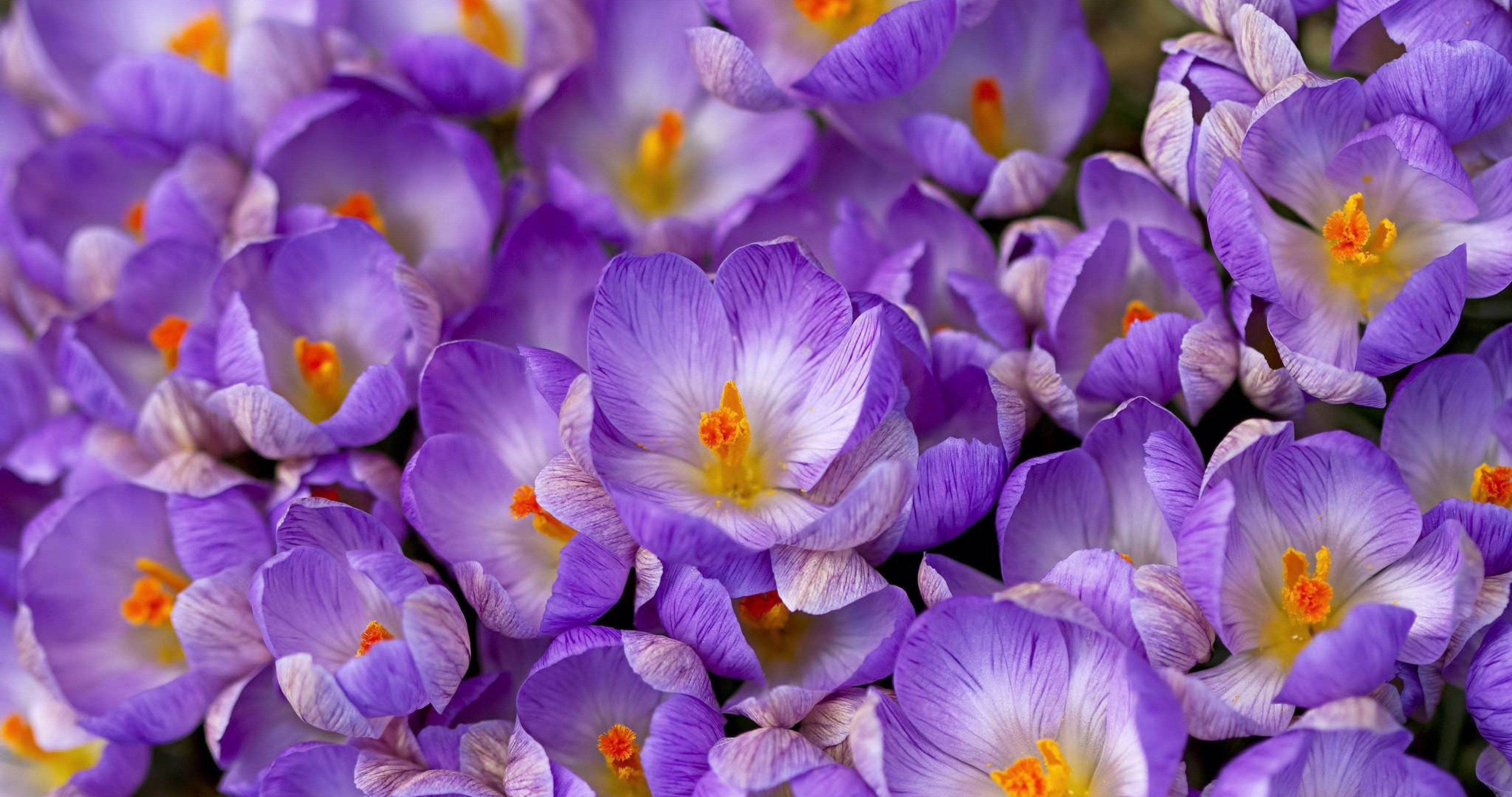 Saffron 桌布 壁紙 — 紫色番紅花特寫，花朵密集盛開，白色花心，橙色雄蕊。