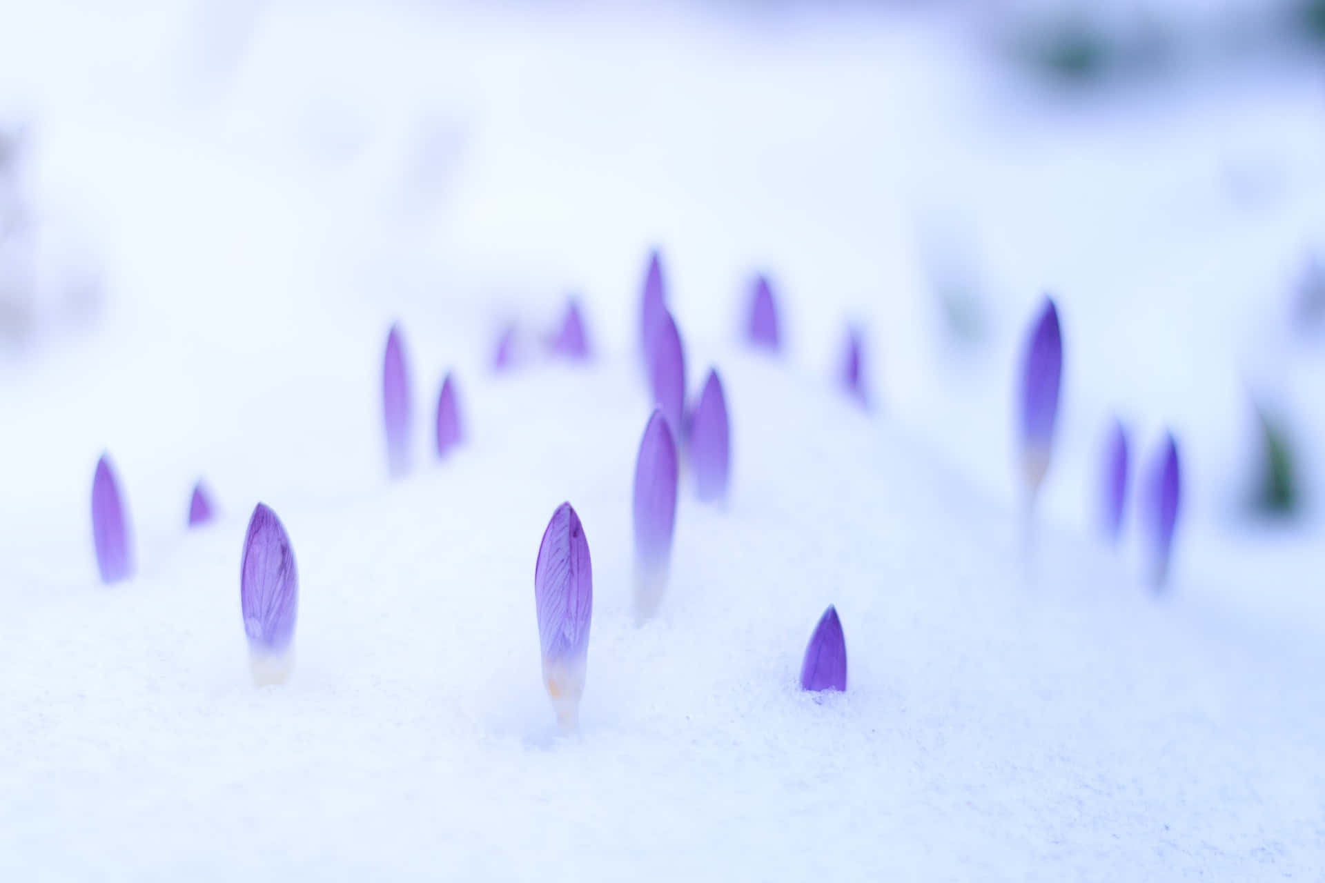 平靜 桌布 壁紙 — 紫色番紅花的花蕾穿過一層新雪，在寧靜的冬日場景中綻放。