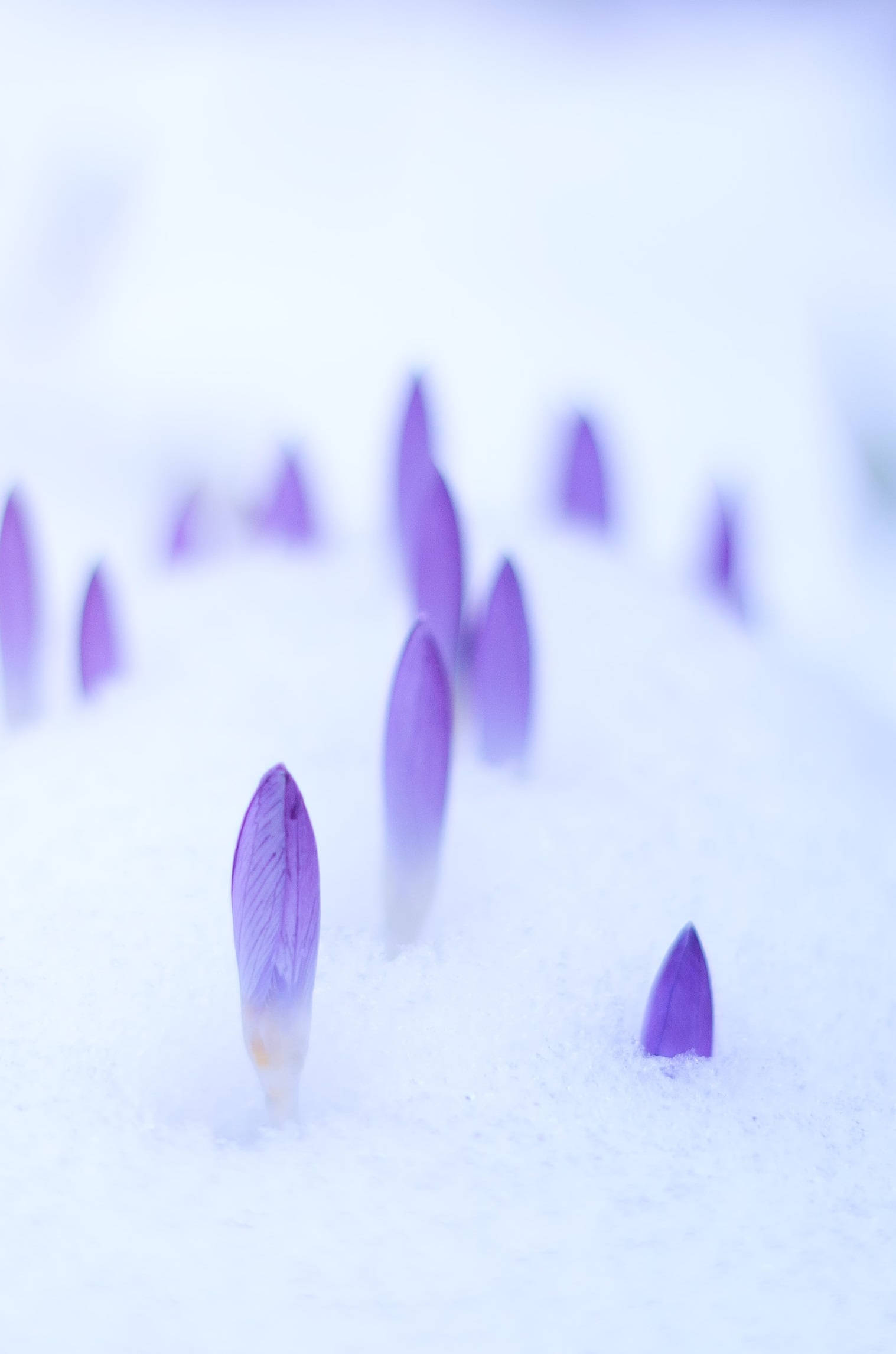 桌布 壁紙 — 紫色番紅花的花蕾穿過柔軟的雪，營造出淺景深的寧靜冬日場景。