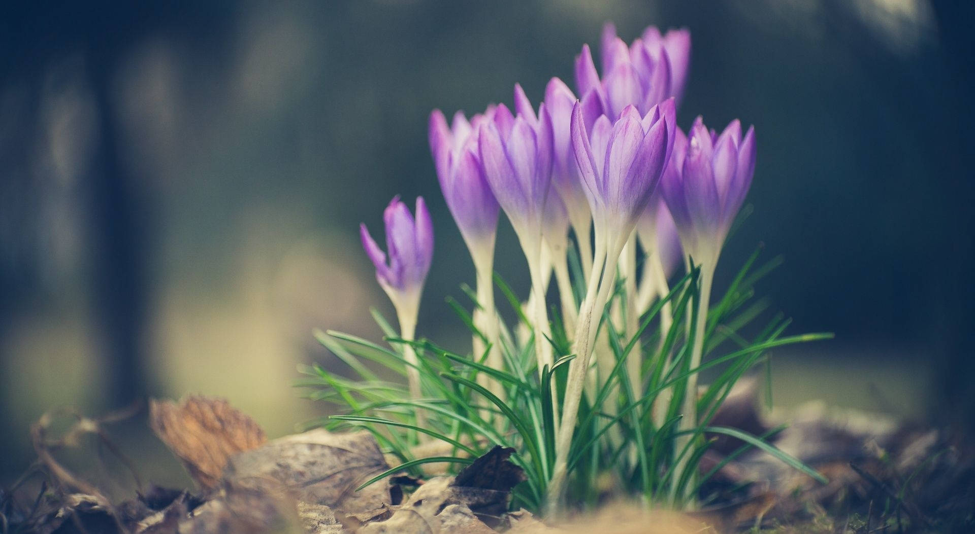 Saffron 桌布 壁紙 — 紫色番紅花穿過落葉在柔和焦點的森林地面場景中盛開。