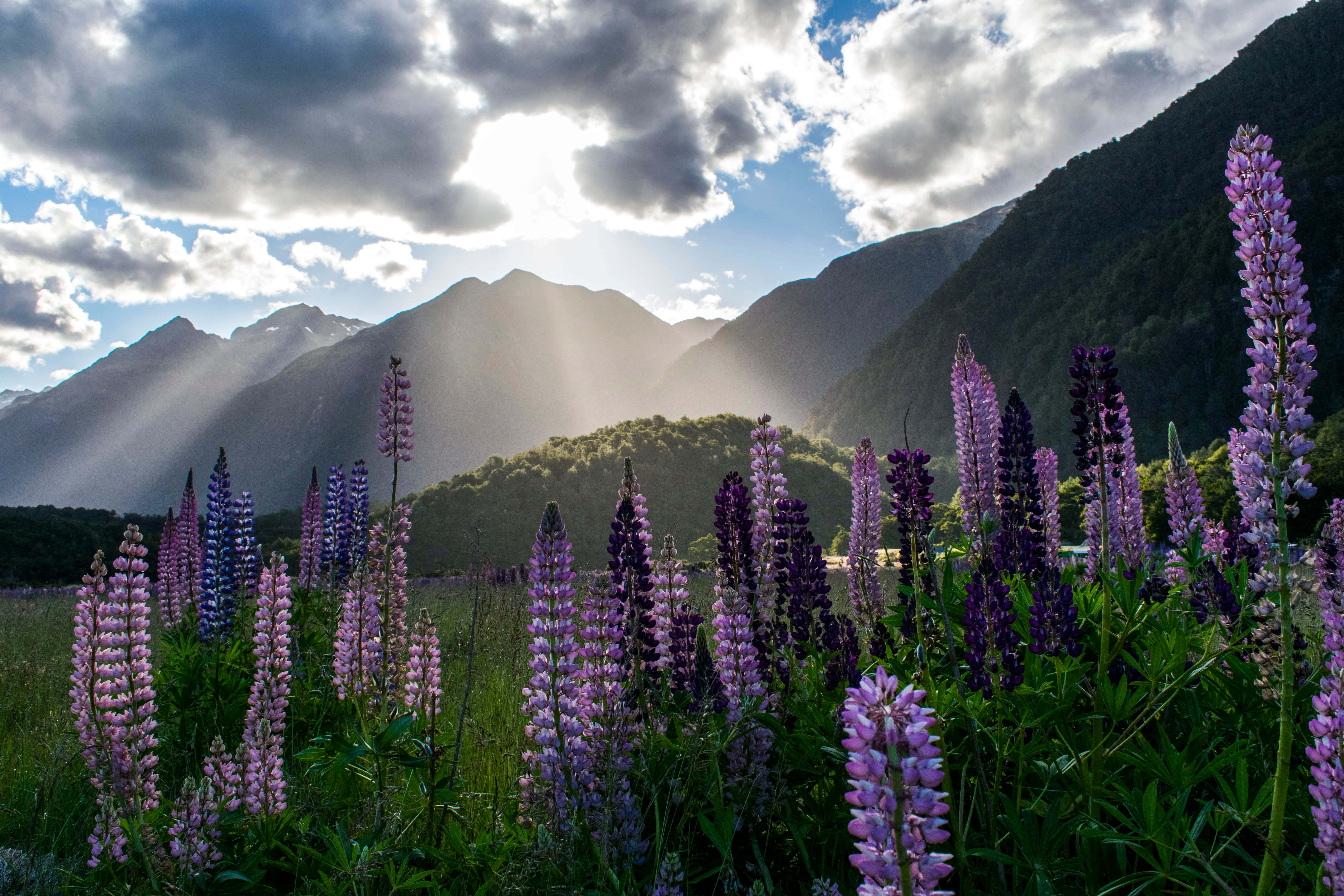Beautiful Nature 桌布 壁紙 — 紫色的羽扇豆花在草地上盛開，陽光穿過雲層照射在森林覆蓋的山脈上。