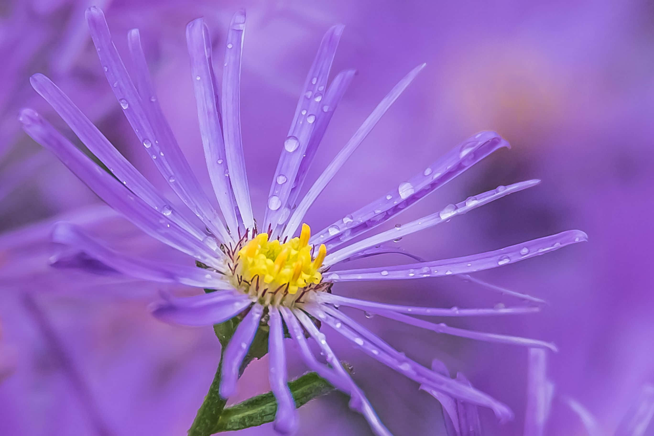 2736x1824 桌布 壁紙 — 紫色紫菀花的特寫，細長的花瓣上閃爍著露珠，背景是柔和模糊的紫色。