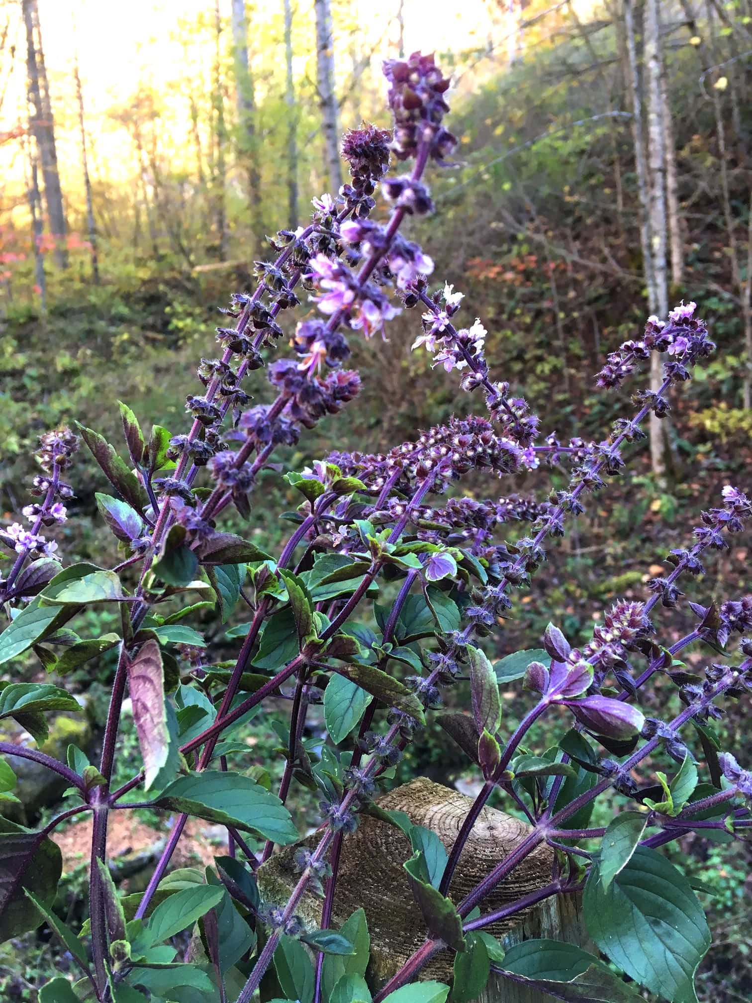 Purple Basil 桌布 壁紙 — 紫色羅勒花在陽光明媚的森林空地中鮮豔綻放，帶有柔和的金色逆光。