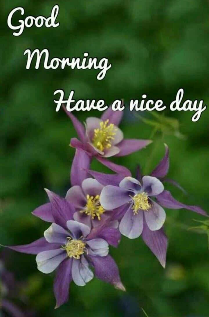 have a nice day 桌布 壁紙 — 紫色耬斗菜花，黃色花心，在柔和的綠色背景上綻放，帶有「早安」文字疊加。