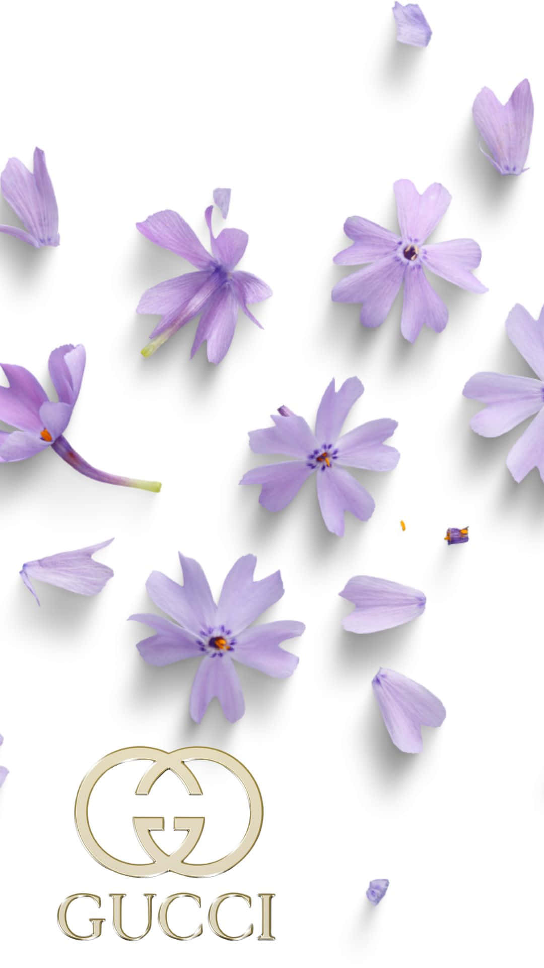 Logo Design 桌布 壁紙 — 紫色花朵和花瓣在純白背景上優雅飄浮，底部有金色Gucci標誌。