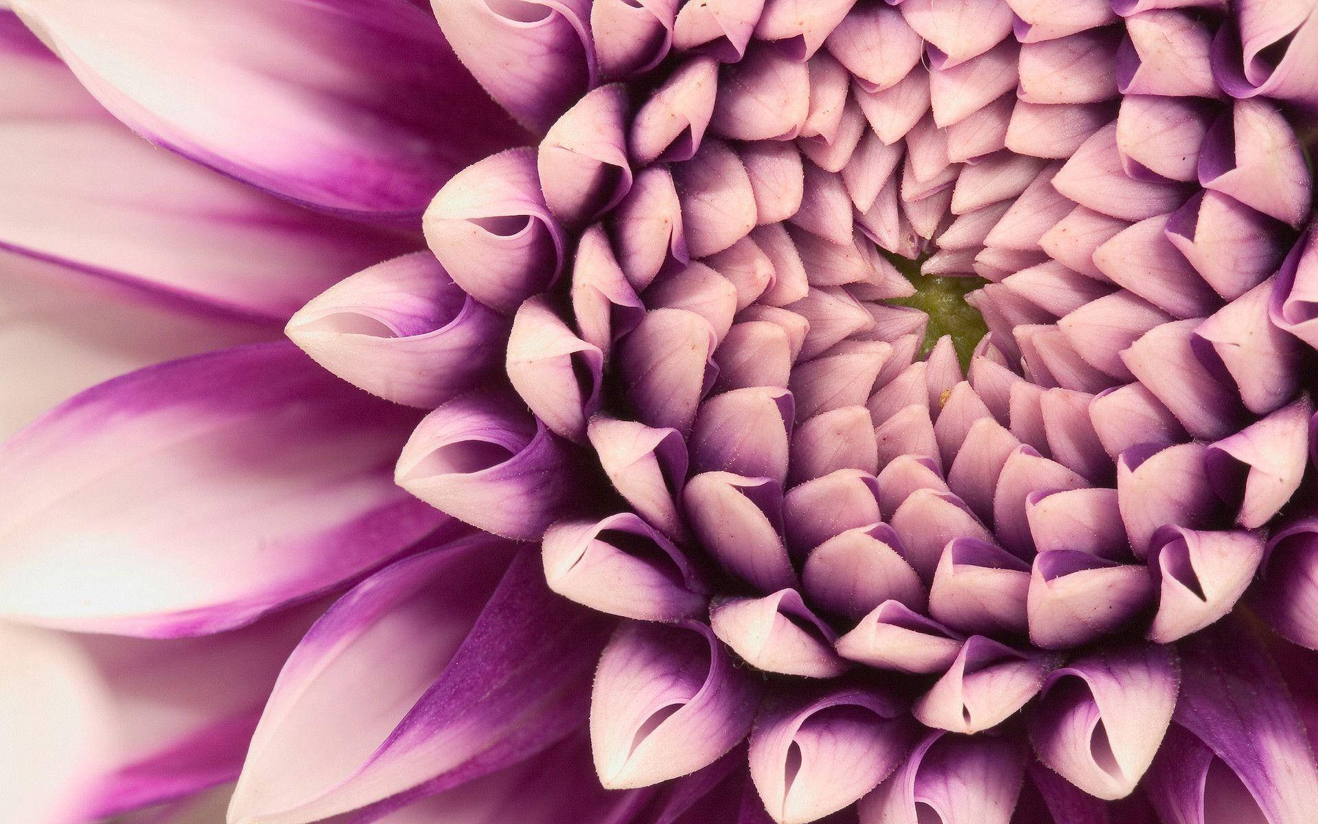 Dahlia 桌布 壁紙 — 紫色菊花的特寫揭示了複雜的層疊花瓣向綠色中心螺旋排列。