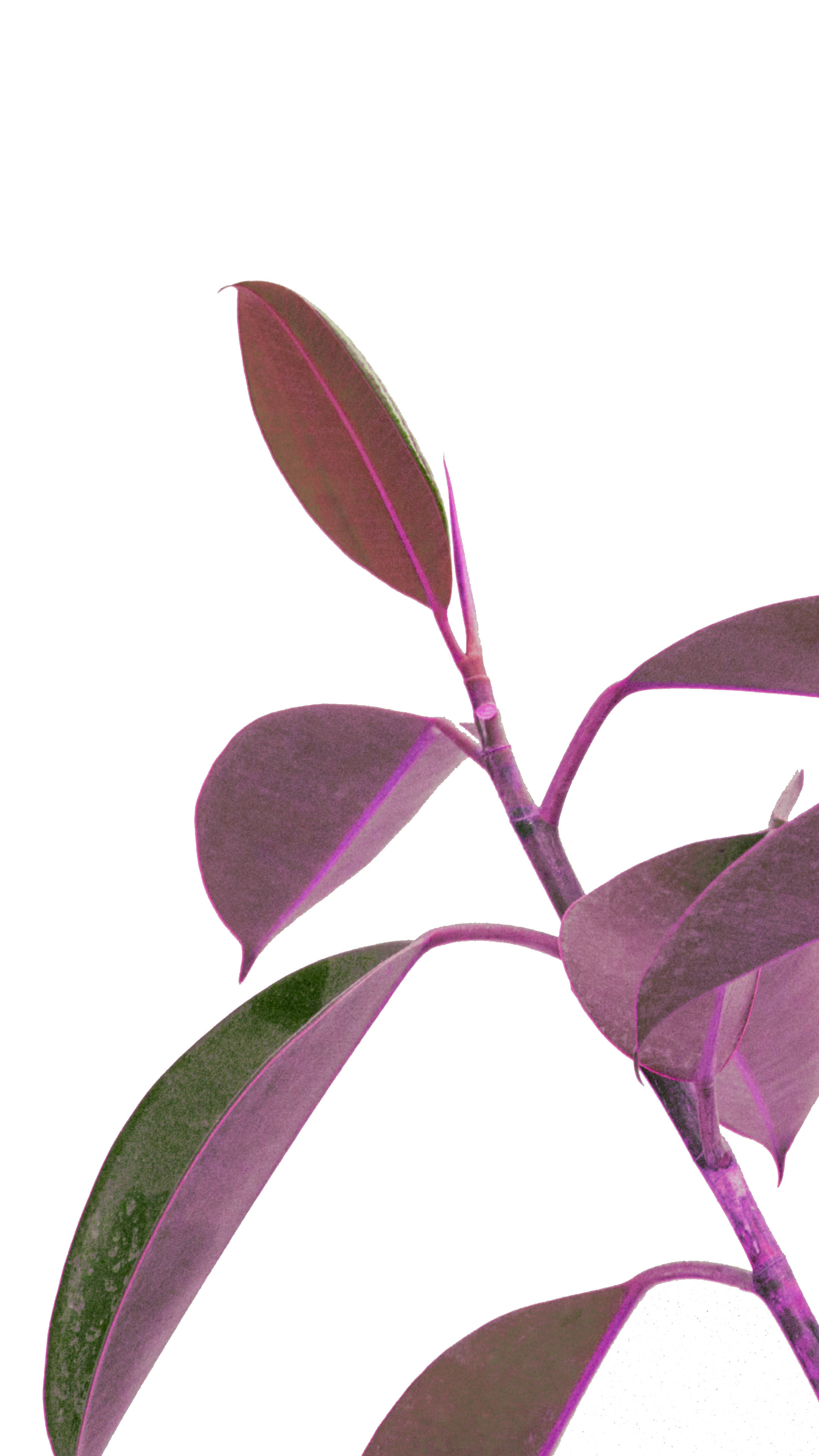 Plant Aesthetic 桌布 壁紙 — 紫色葉植物的特寫，葉片有光澤，莖部纖細，背景為純白色。