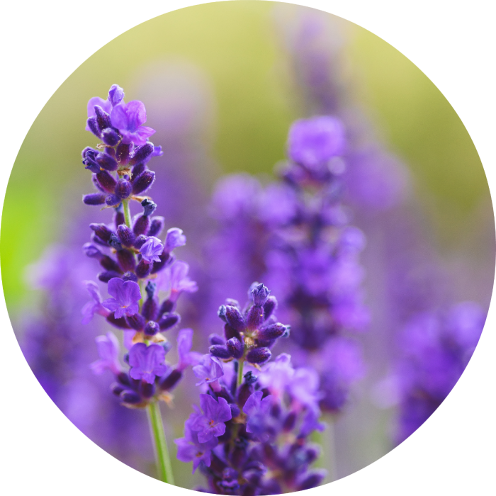 Lavender 桌布 壁紙 — 紫色薰衣草花的圓形特寫，柔和綠色背景和黑色邊框。