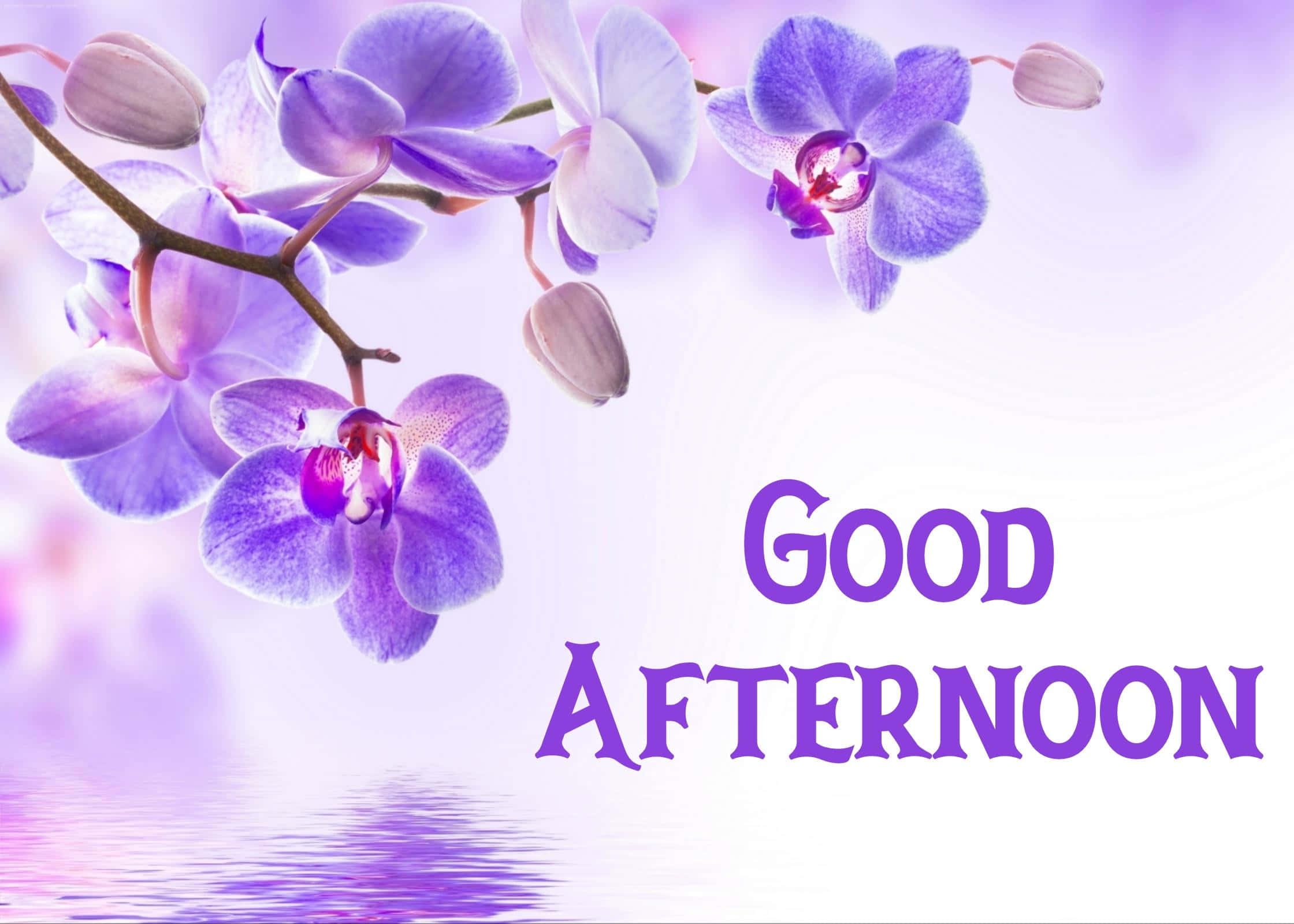 Good Afternoon 桌布 壁紙 — 紫色蘭花在反射水面上優雅綻放，並配有相同色調的「GOOD AFTERNOON」文字。