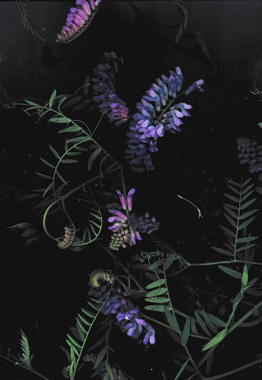 Dark Phone 桌布 壁紙 — 紫色豌豆花和綠色莖在深黑色背景上優雅漂浮，宛如天界植物。