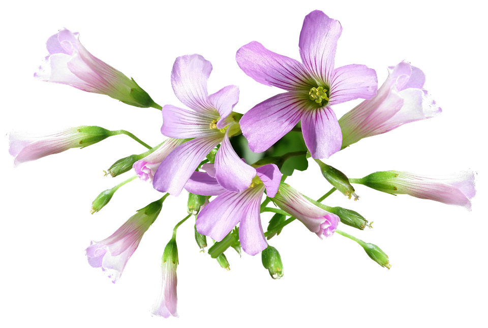 紫色酢漿草花朵透明背景 壁紙