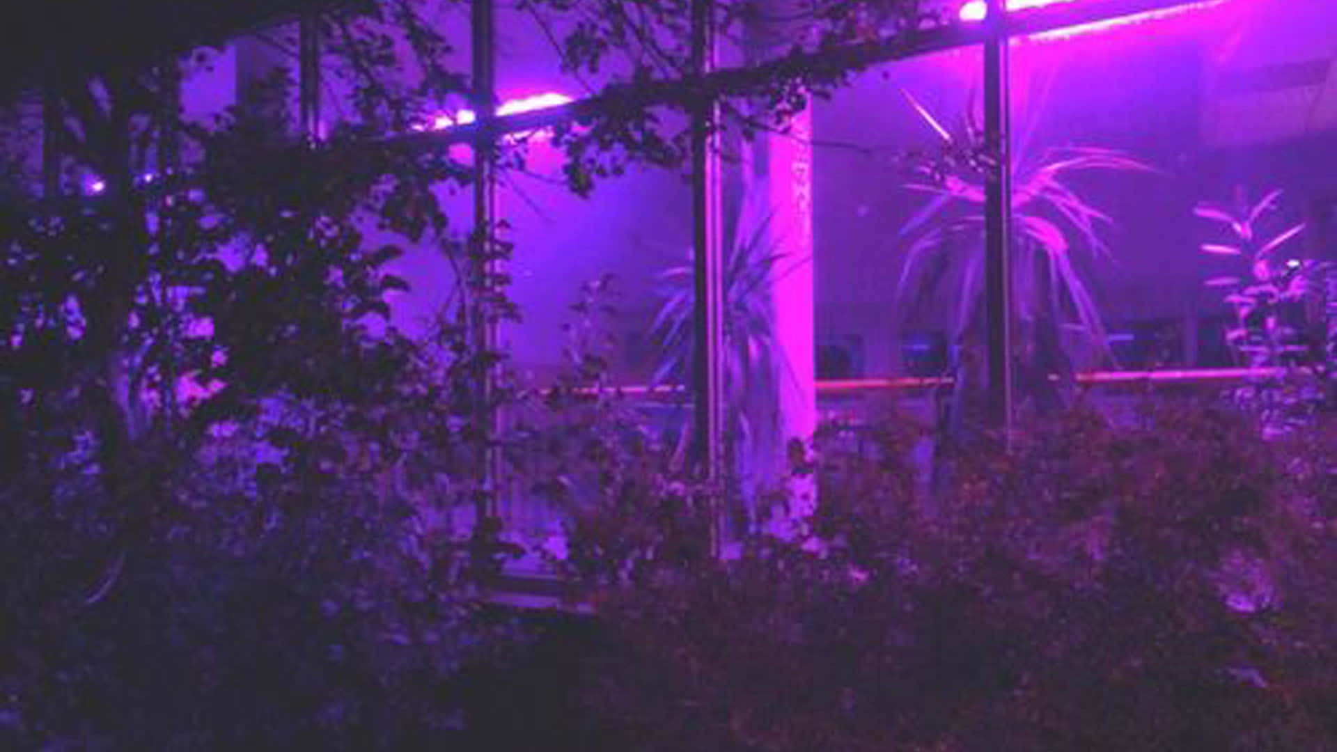 桌布 壁紙 — 紫色霓虹燈穿過玻璃面板發光，照亮霧氣夜晚場景中的剪影葉片。