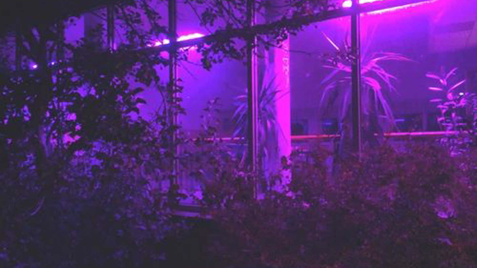 Purple Aesthetic Tumblr 桌布 壁紙 — 紫色霓虹燈穿過玻璃面板發光，照亮霧氣夜晚場景中樹葉的剪影。