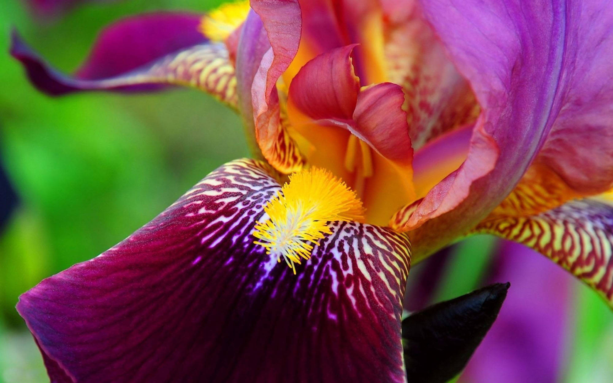 Iris 桌布 壁紙 — 紫色鳶尾花的鮮豔特寫，帶有黃色中心和綠色模糊背景。