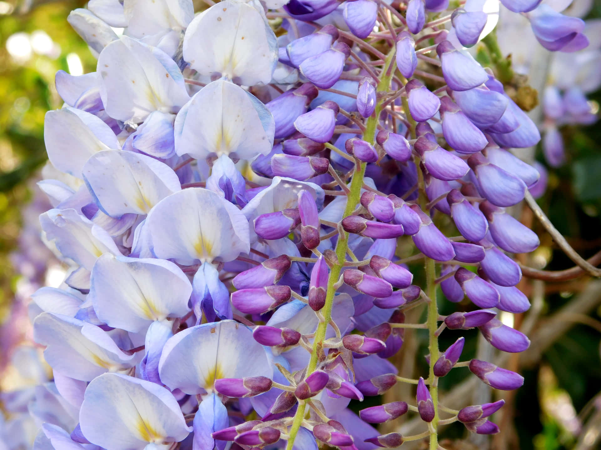 Flowers 壁紙 — 紫藤花盛開的近距離特寫，紫色和白色的色調層層疊疊，柔和陽光穿透其間。
