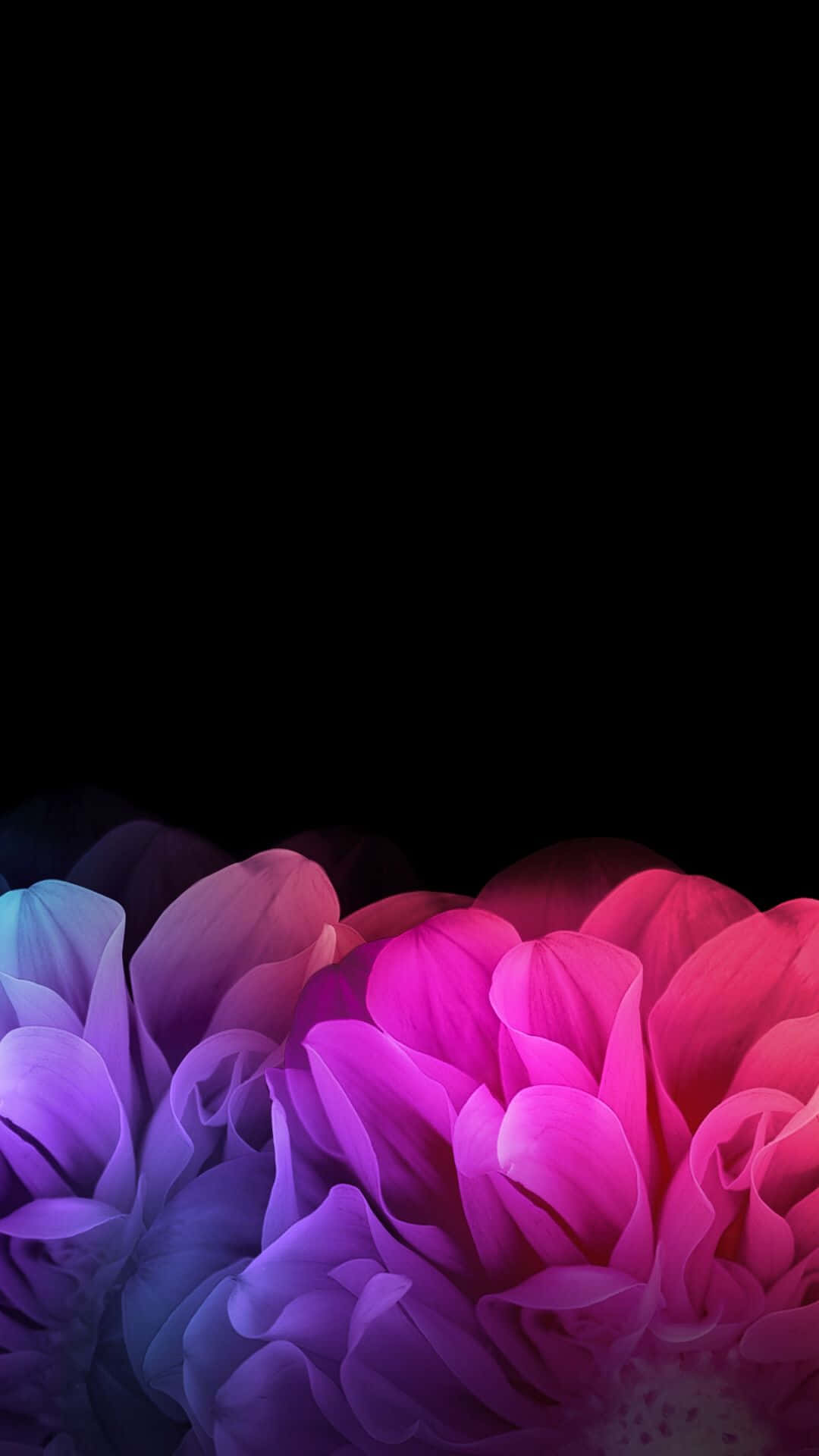 紫黑粉紅花朵 壁紙
