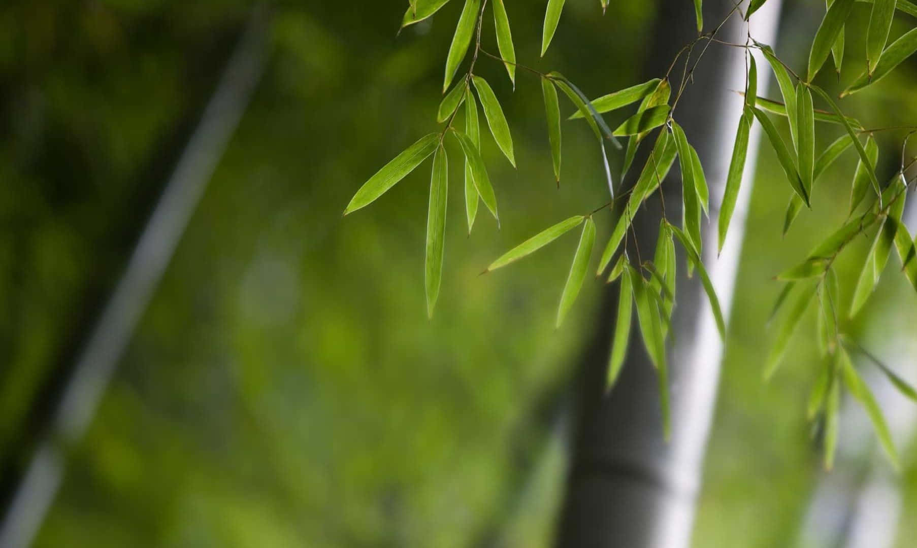 Bamboo 桌布 壁紙 — 細嫩的綠色竹葉在柔和模糊的森林背景下輕輕搖曳。
