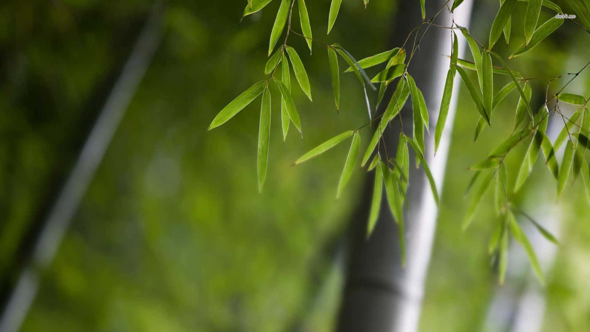 Leaves 桌布 壁紙 — 細嫩的綠色竹葉在柔和模糊的森林背景下輕輕搖曳。
