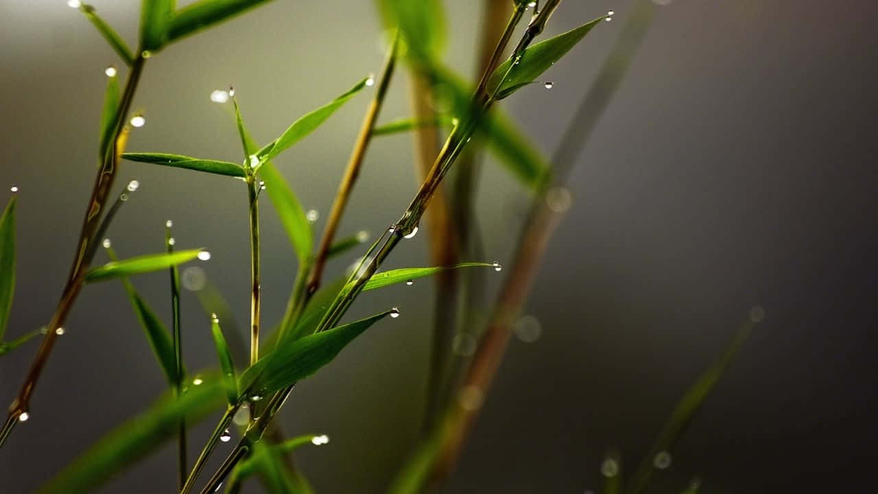 720p Bamboo 桌布 壁紙 — 細嫩的綠色草葉在柔和模糊的灰色背景上閃爍著露珠。