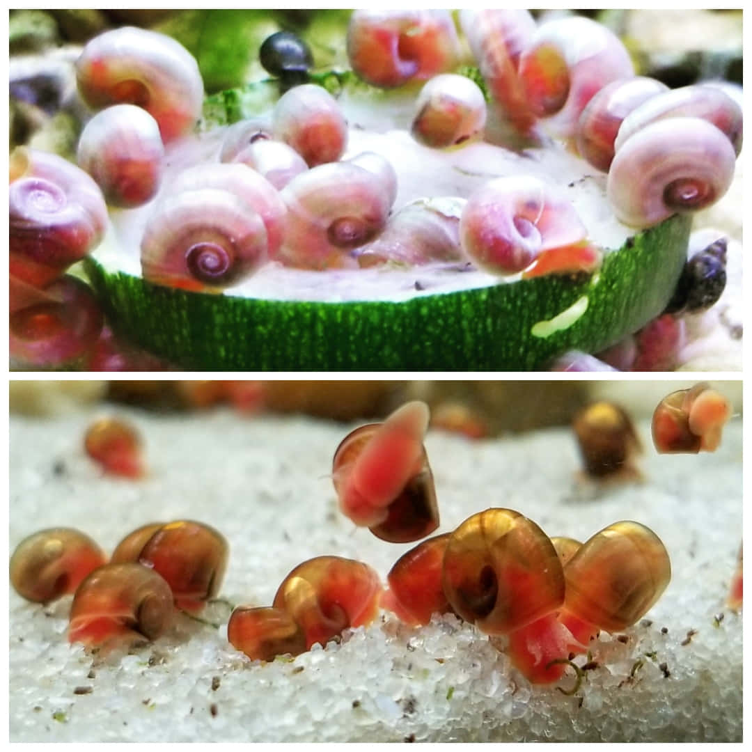 Pink Snail 桌布 壁紙 — 細小半透明的粉紅色和橙色蝸牛聚集在綠色櫛瓜片上，並在白色沙質底材上爬行。