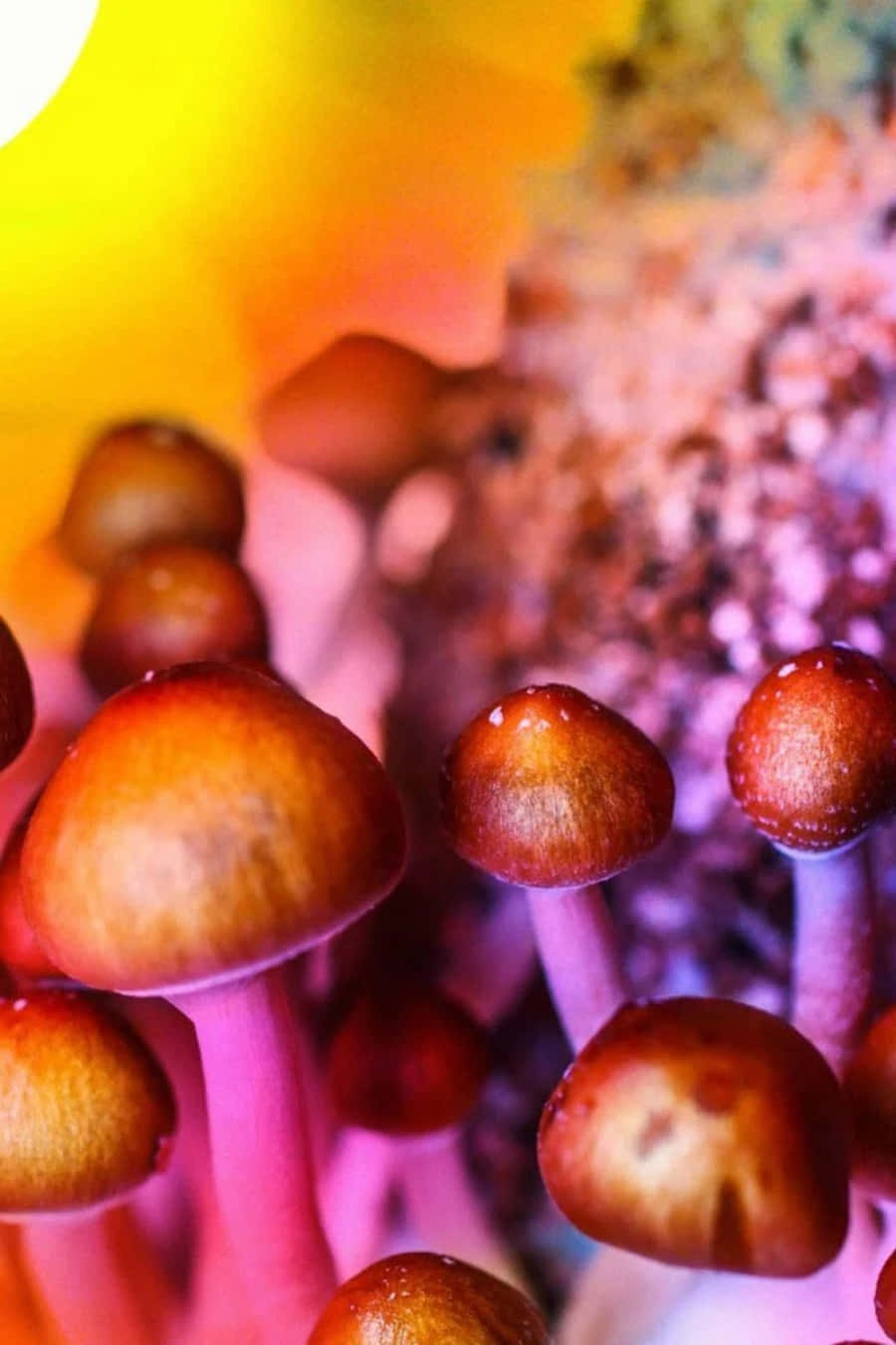 Magic Mushroom 桌布 壁紙 — 細小棕色蘑菇的特寫，帶有在鮮豔黃色和粉紅色燈光下閃爍的露珠。