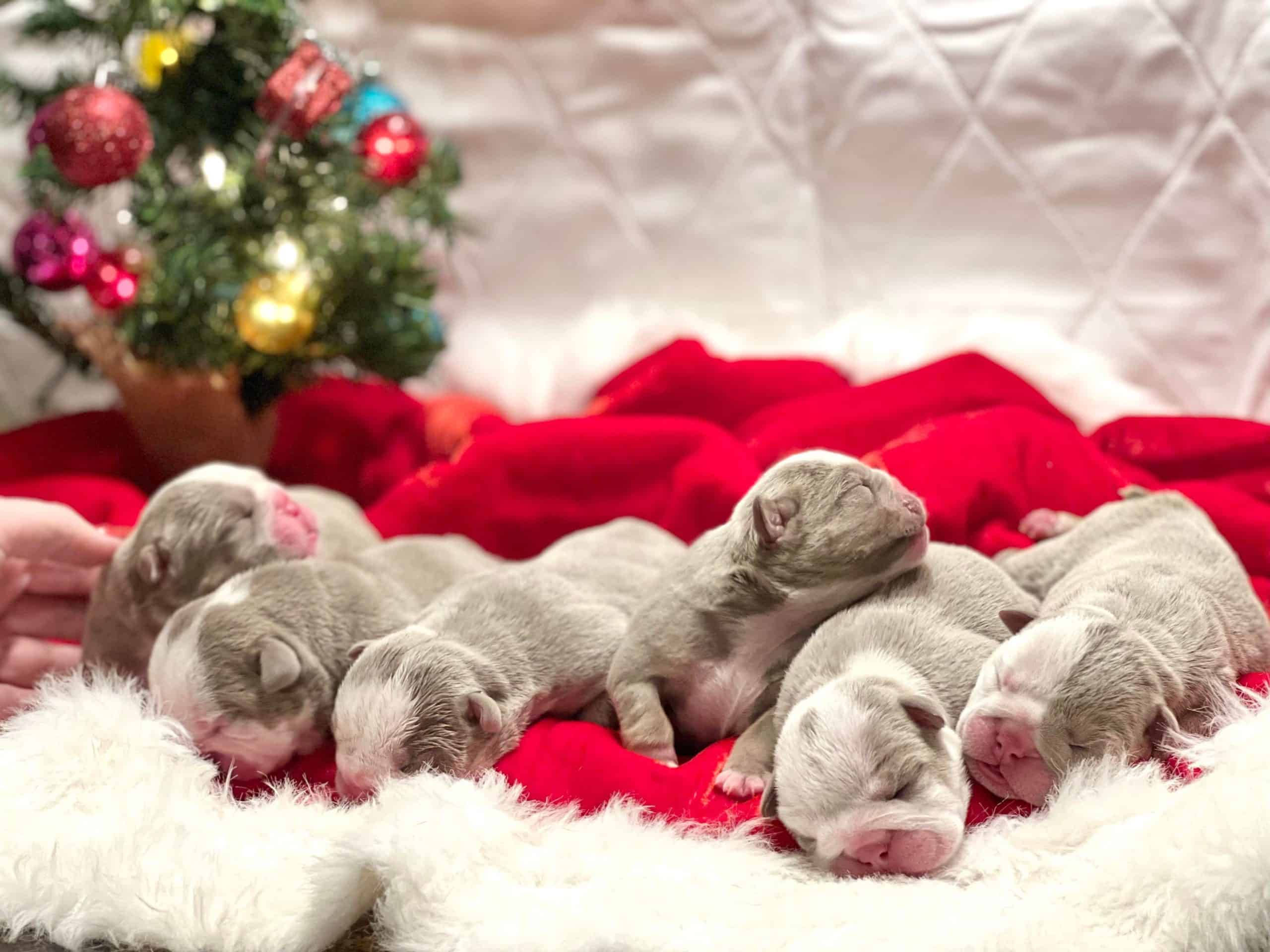 比特犬幼犬 桌布 壁紙 — 細小灰色新生小狗在裝飾好的聖誕樹旁邊的紅色毯子上安詳地睡覺。
