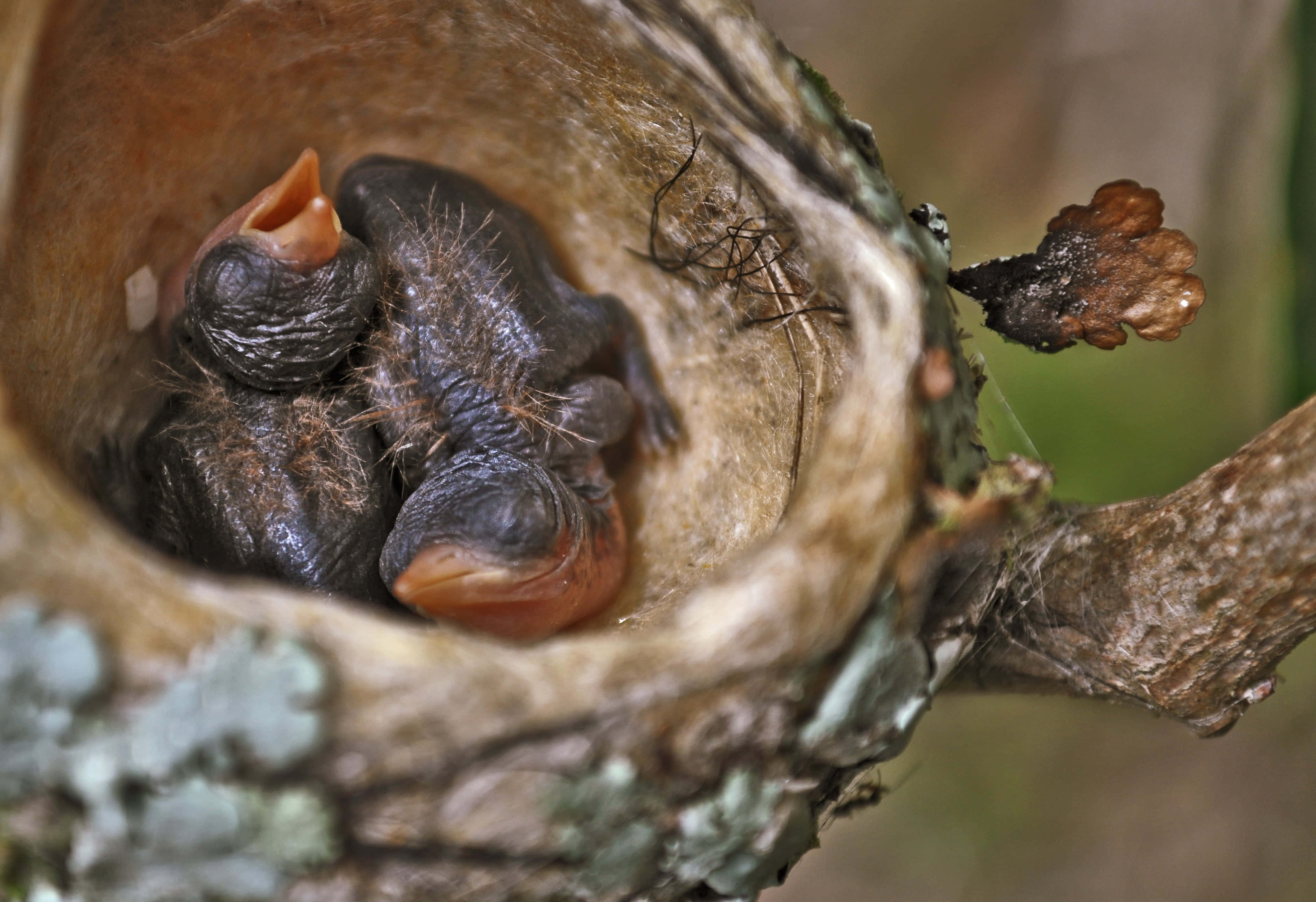 Hummingbird Nest 桌布 壁紙 — 細小無羽毛的雛鳥張開喙，棲息在懸掛於樹枝上的苔蘚小枝杯中。