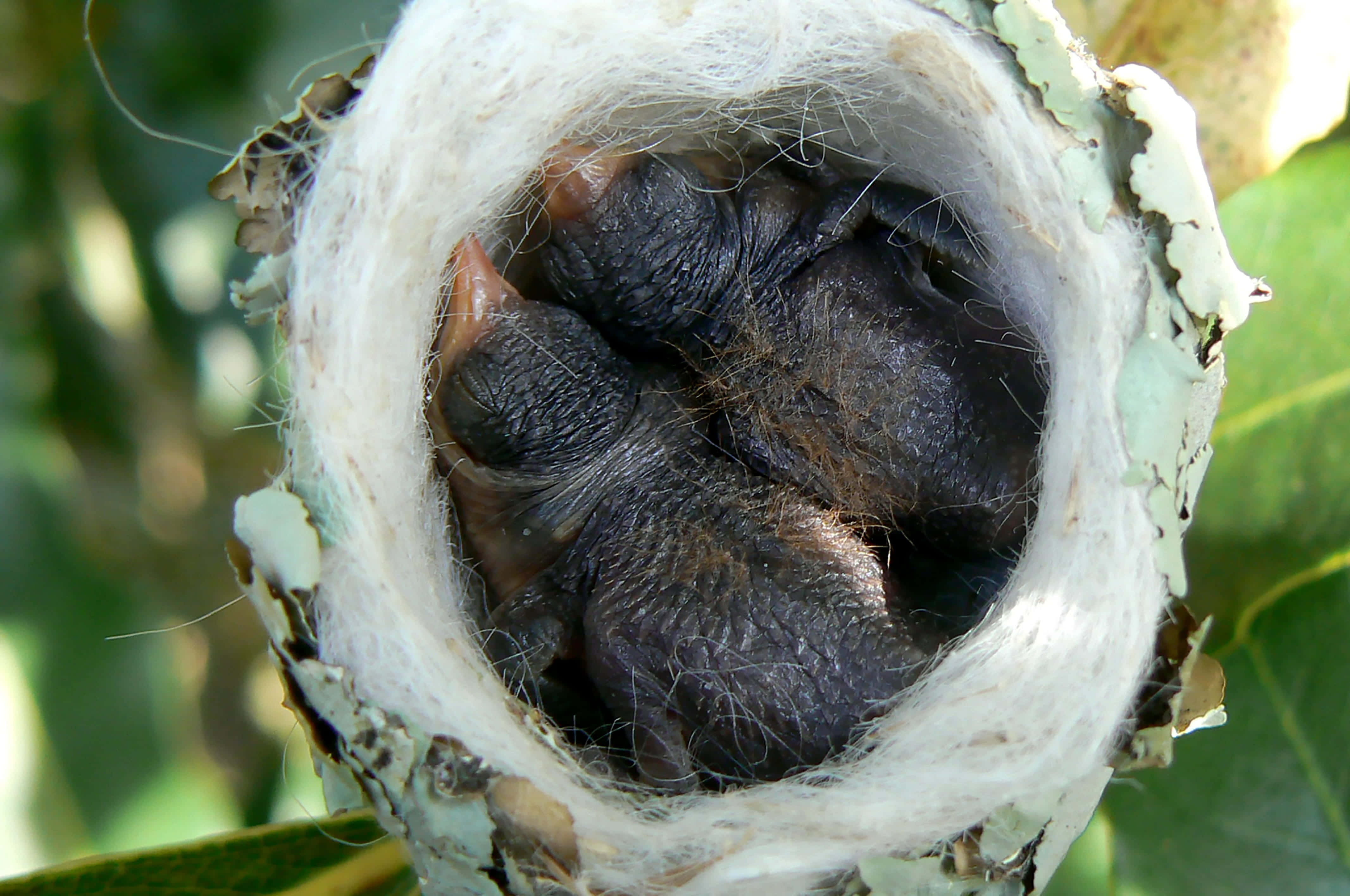 Hummingbird Nest 桌布 壁紙 — 細小無羽毛的雛鳥擠在一個藏在綠葉之間的柔軟白色鳥巢裡。