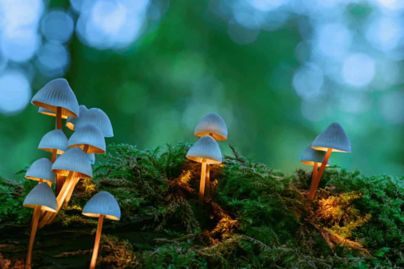Magic Mushroom 桌布 壁紙 — 細小發光蘑菇聚集在長滿苔蘚的森林地面上，在柔和的藍綠色散景光下。