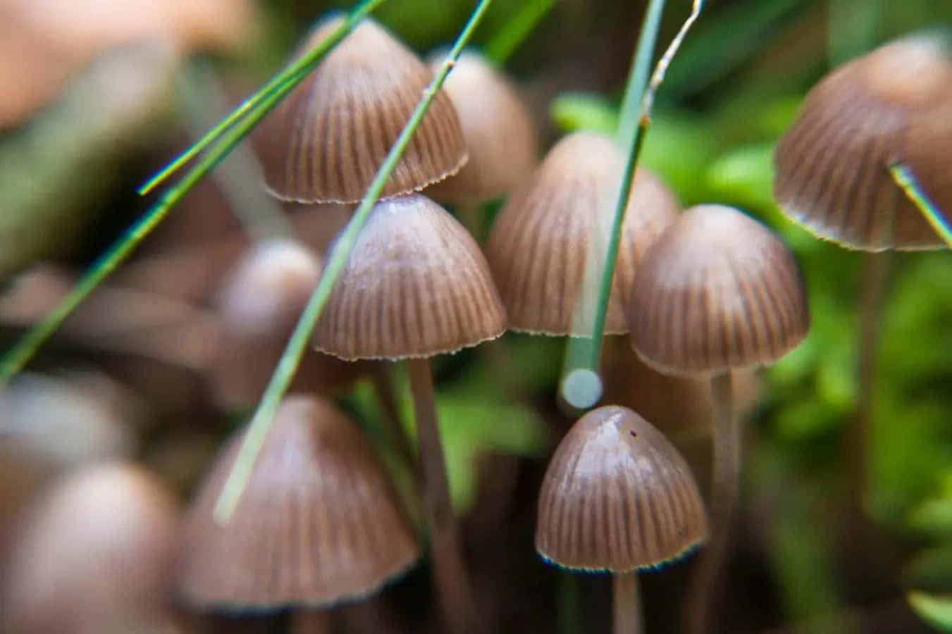 Magic Mushroom 桌布 壁紙 — 細小的棕色蘑菇，帶有棱紋的菌蓋，從苔蘚和草叢中冒出，背景是柔焦的森林地面。