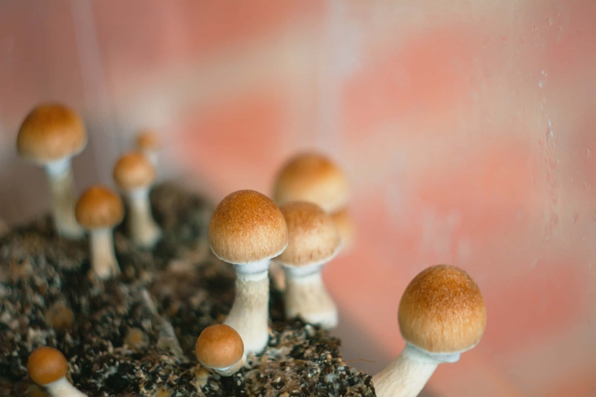 Magic Mushroom 桌布 壁紙 — 細小的棕色蘑菇帶有白色莖，從深色土壤中冒出，背景是柔和的粉紅色模糊效果。
