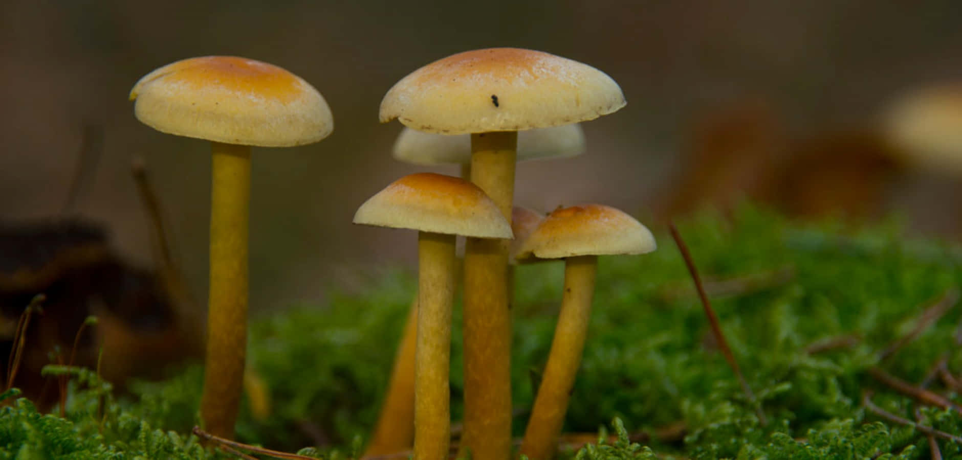 Magic Mushroom 桌布 壁紙 — 細小的橙色菌蓋蘑菇，莖幹纖細，從森林地面的鮮綠色苔蘚中冒出，特寫鏡頭。
