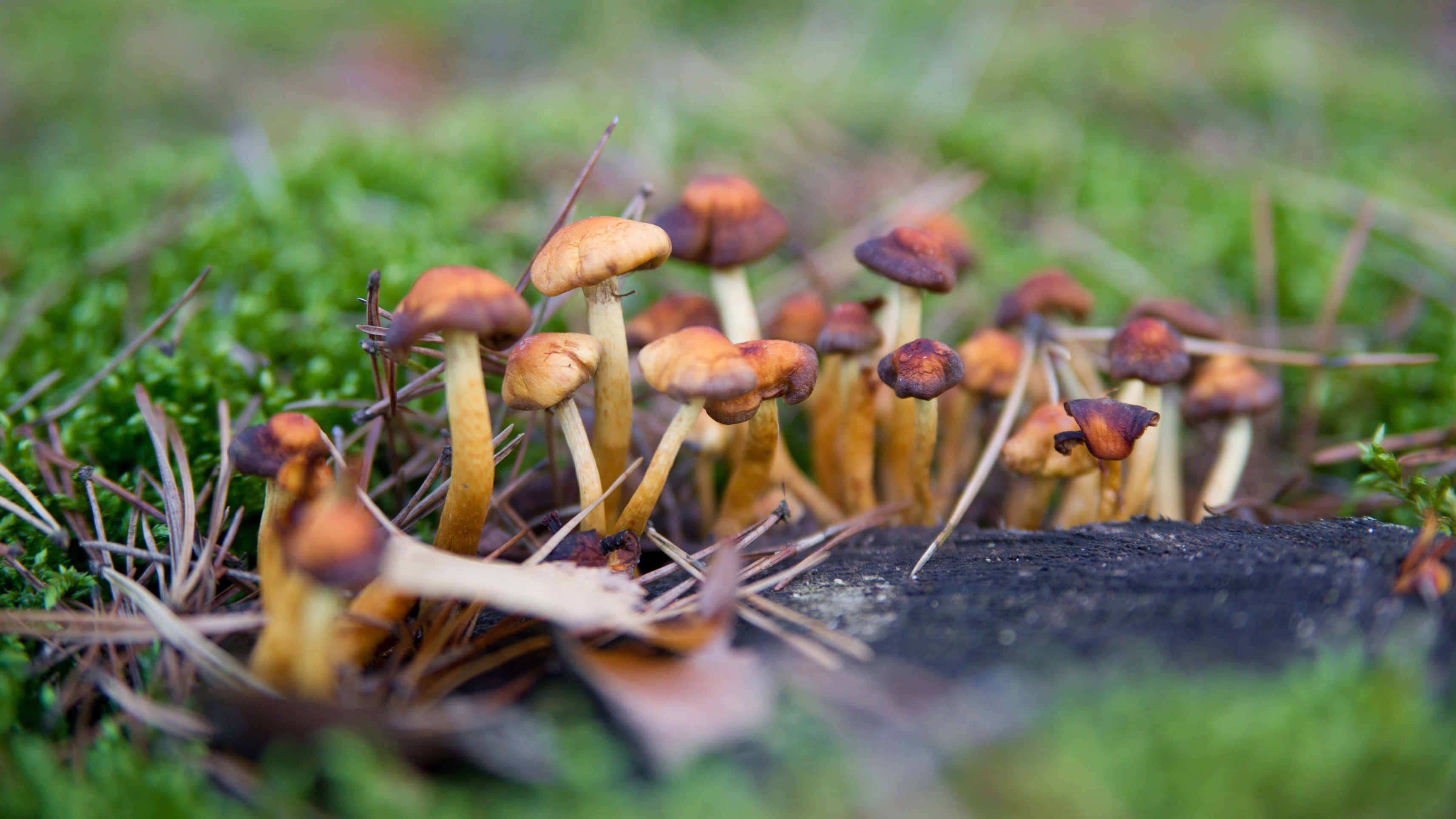 Magic Mushroom 桌布 壁紙 — 細小的橙色蘑菇從苔蘚和松針中冒出，特寫森林地面。