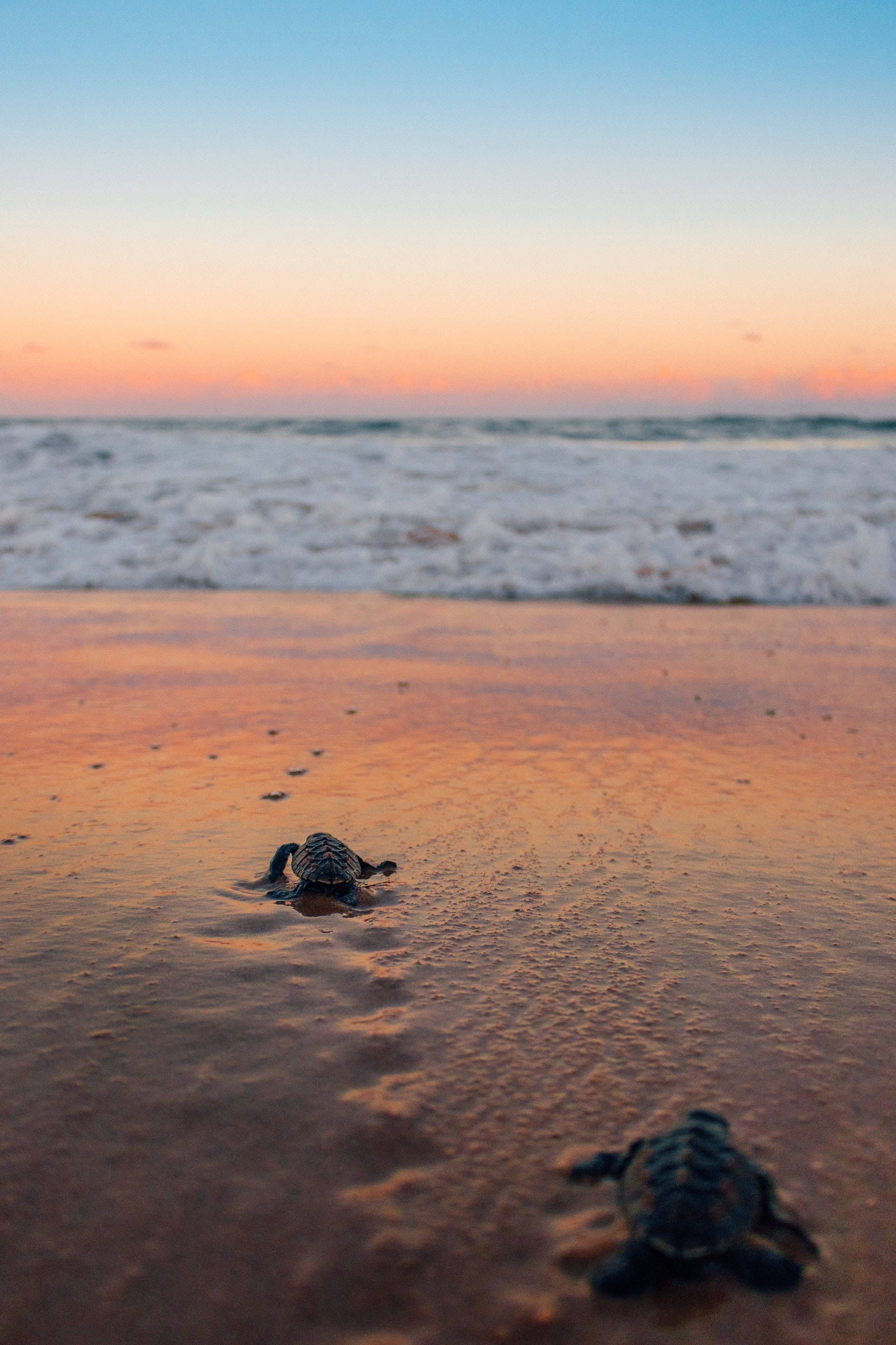 sea turtle 桌布 壁紙 — 細小的海龜寶寶在日落時爬向海洋，在濕沙上拖出長長的影子。