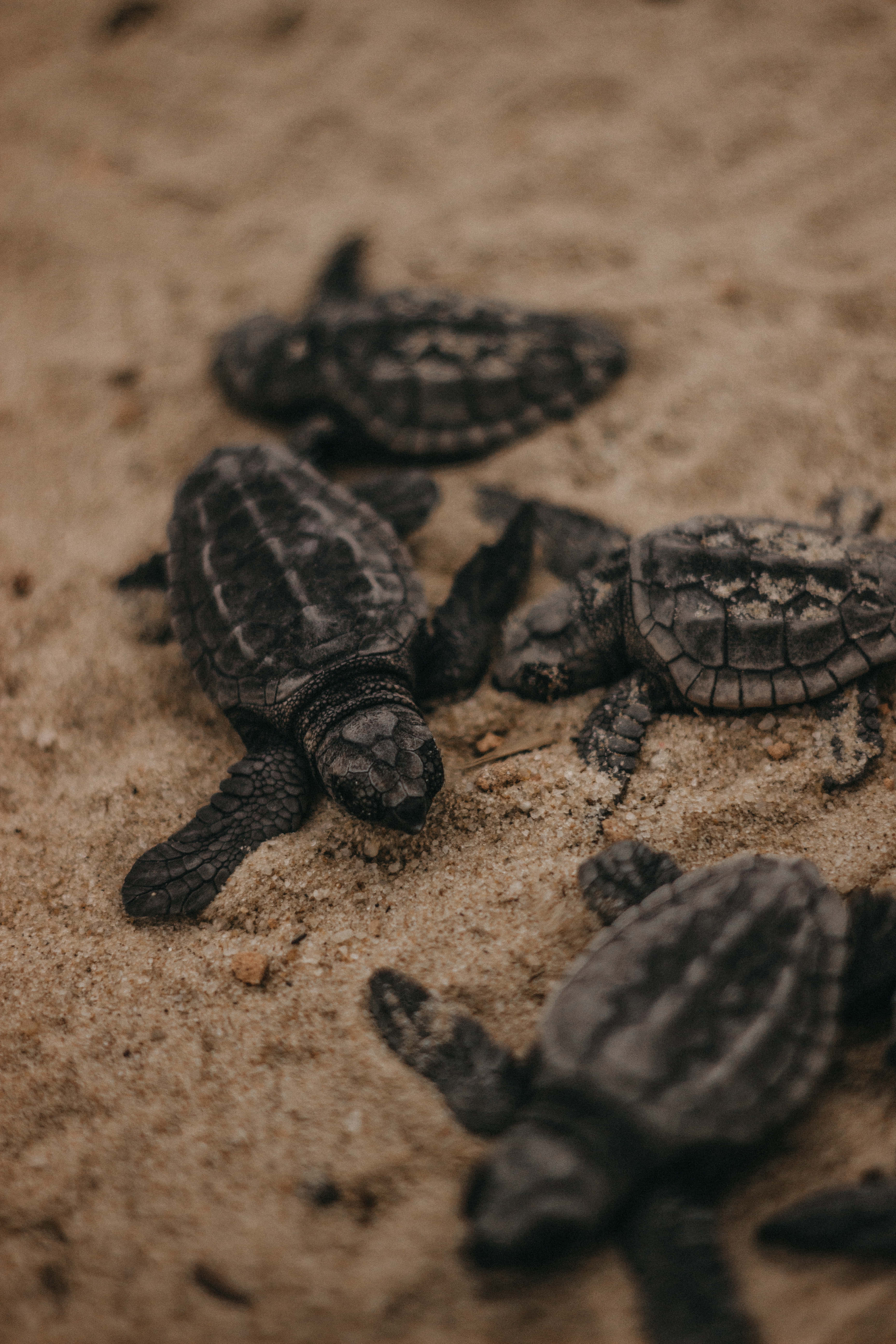 Baby Turtle 桌布 壁紙 — 細小的海龜寶寶帶著紋理龜殼，在溫暖的沙灘上爬向海洋地平線。