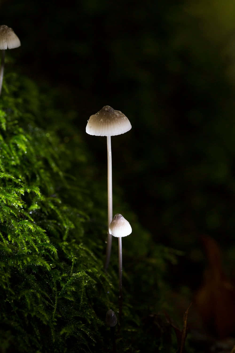 Mushroom Aesthetic 桌布 壁紙 — 細小的白色蘑菇，莖幹纖細，從茂密的綠色苔蘚中冒出，處於昏暗的森林環境中。