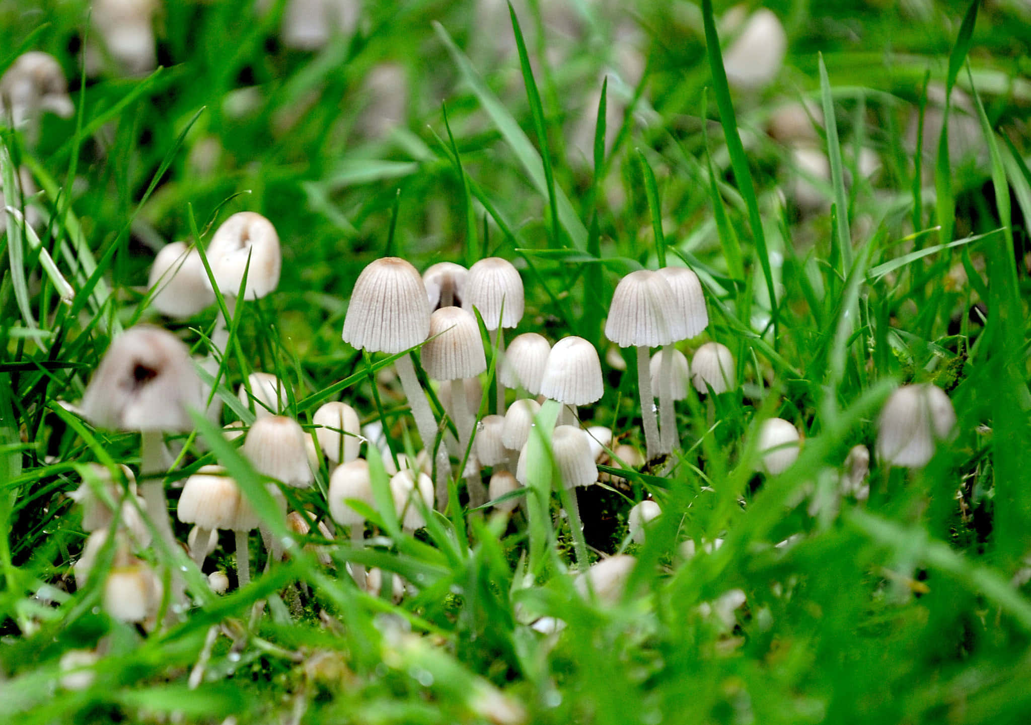 Magic Mushroom 桌布 壁紙 — 細小的白色蘑菇帶有精緻的菌蓋，從充滿活力的綠色草地中冒出，呈現近距離的自然場景。