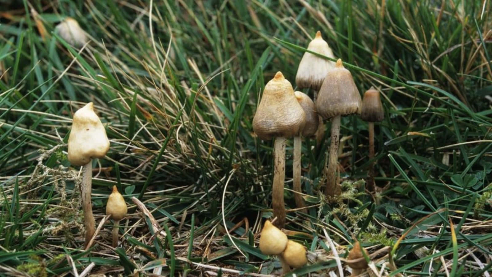 Magic Mushroom 桌布 壁紙 — 細小的米色蘑菇，莖幹纖細，從一片綠色和棕色的草叢中冒出。