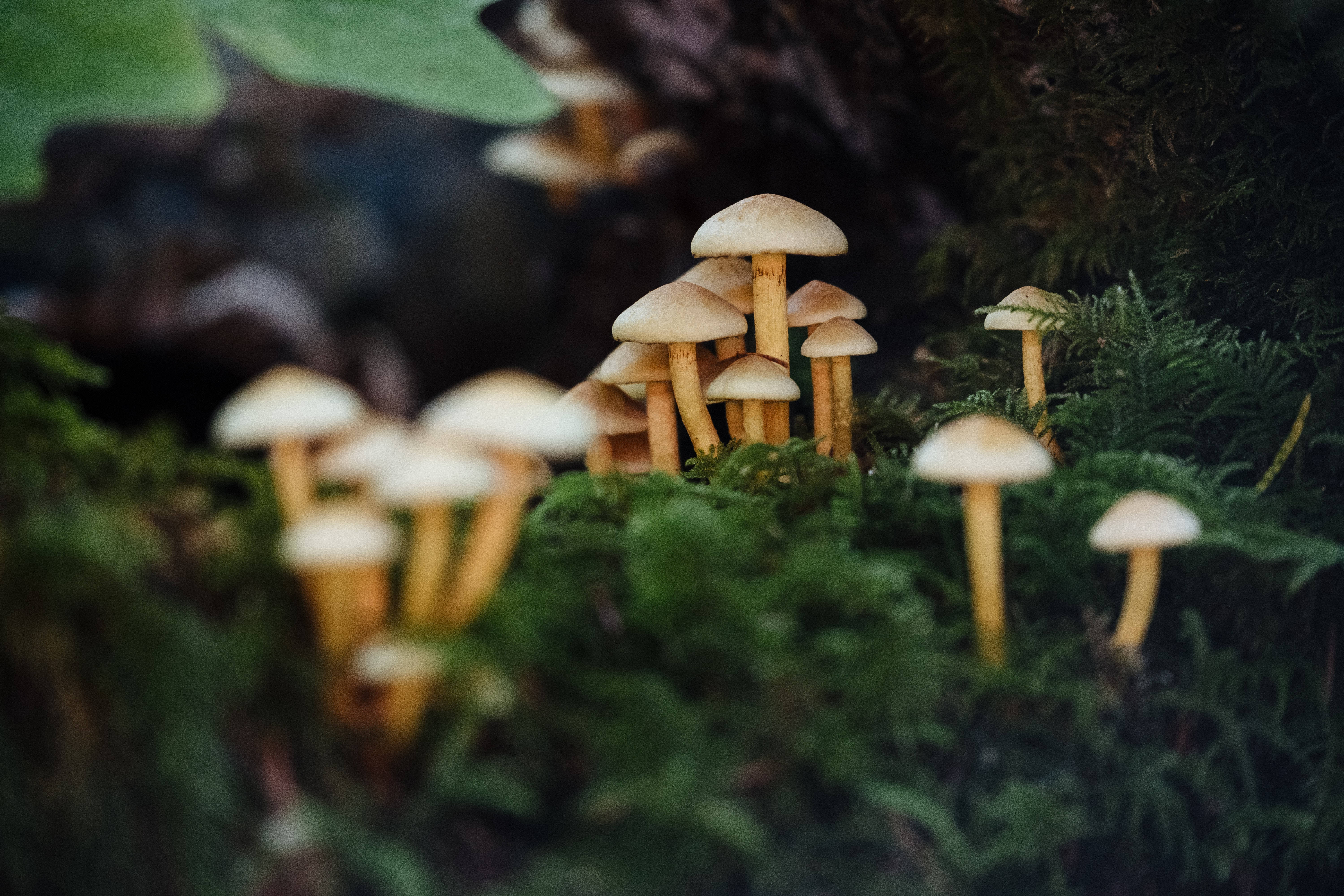 蘑菇 桌布 壁紙 — 細小的米色蘑菇，莖幹纖細，從陰暗森林地面茂密的綠色苔蘚中冒出。