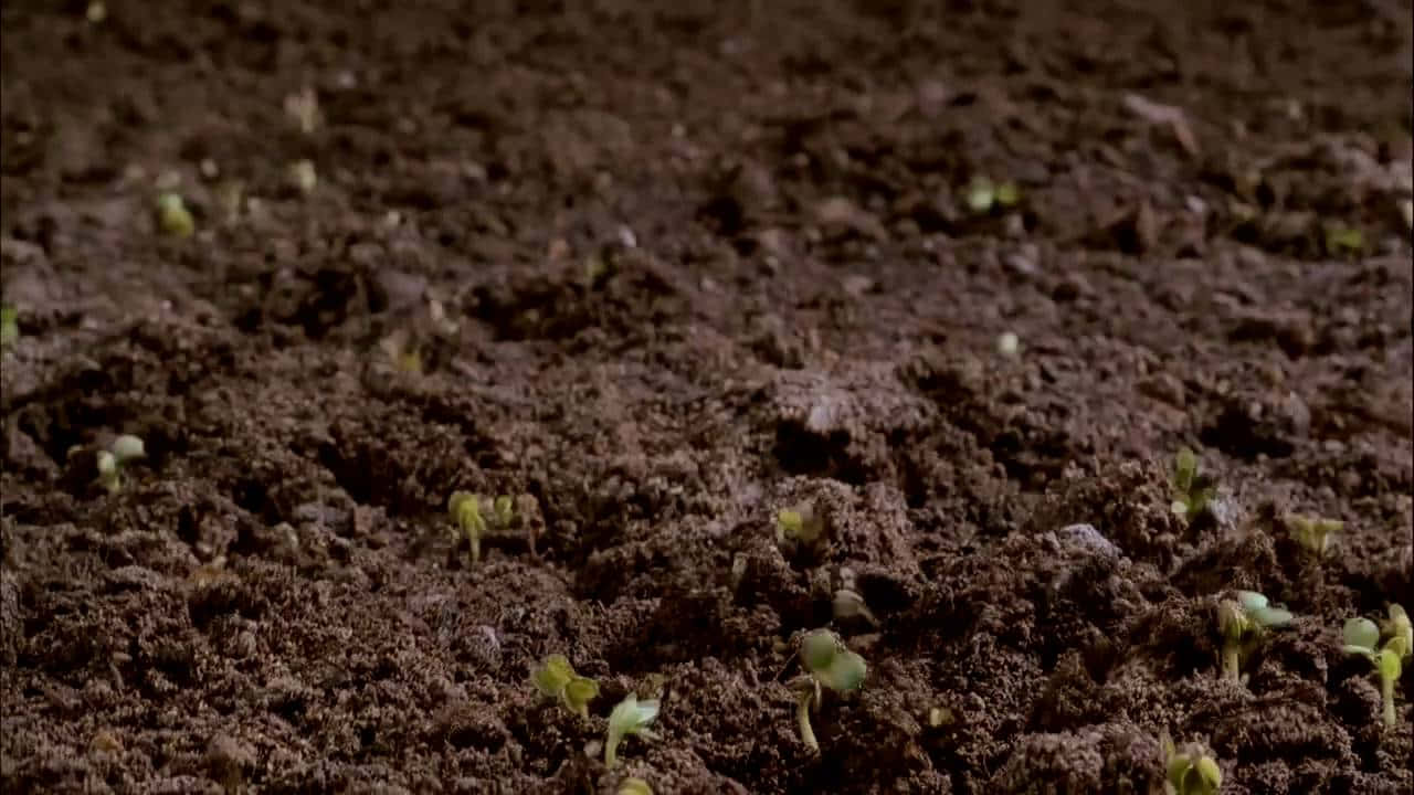 Dirt 桌布 壁紙 — 細小的綠色幼苗穿過肥沃的深色土壤，展現新生長的近距離特寫。