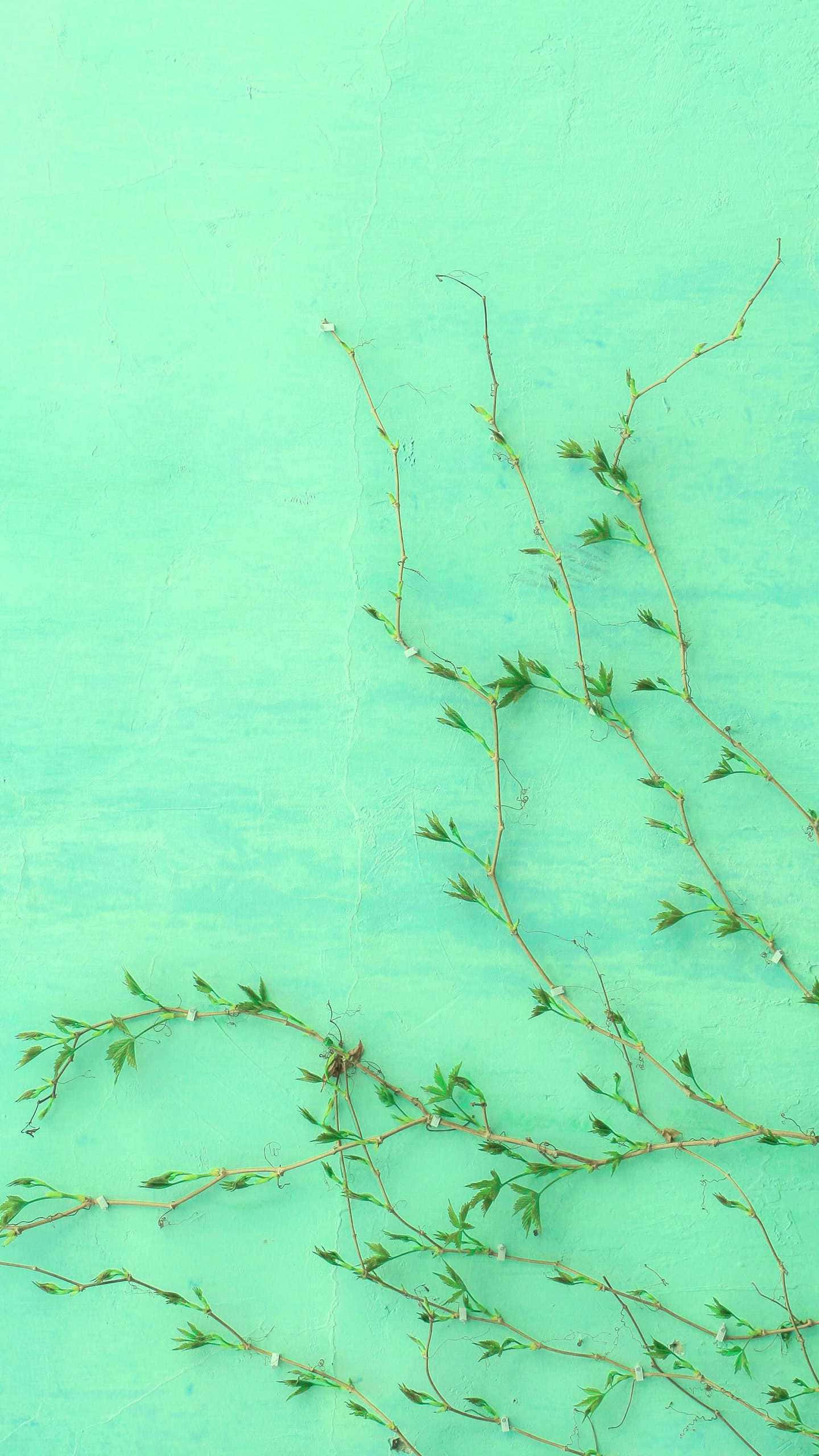 Cute Mint Green Aesthetic 桌布 壁紙 — 細小的綠藤蔓帶著小葉子，沿著帶有紋理的薄荷綠牆壁對角傾瀉而下。